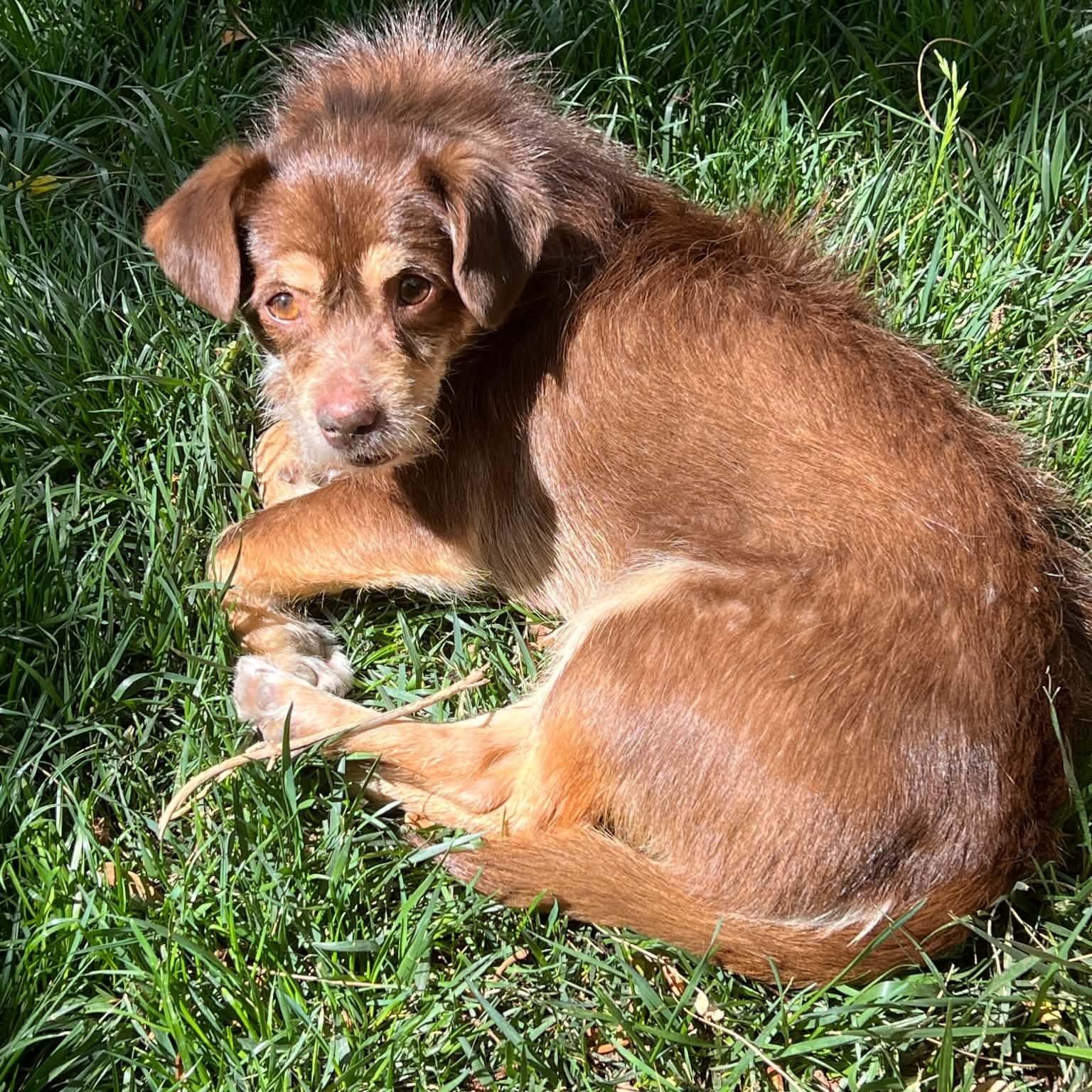 Enlarge Scooter, a ADOPTABLE mixed breed in Mead, CO image 3/6