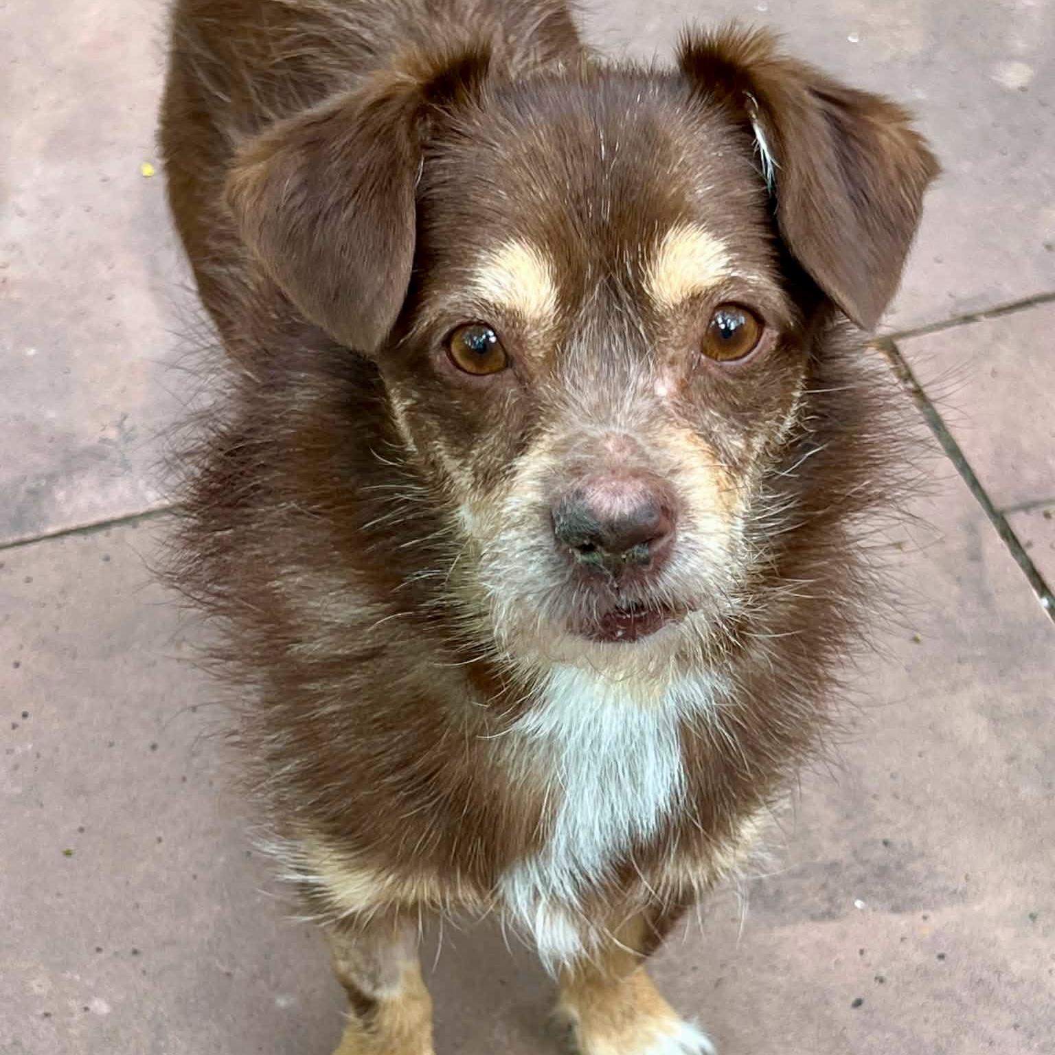Scooter, ADOPTABLE, Adult Male Yorkshire Terrier & Chihuahua.