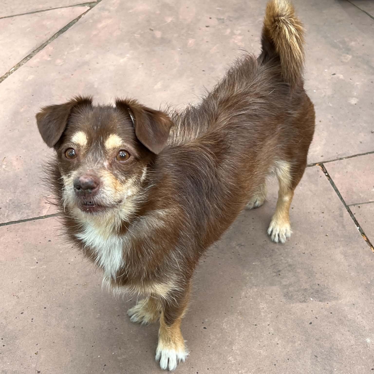 Enlarge Scooter, a ADOPTABLE mixed breed in Mead, CO image 2/6