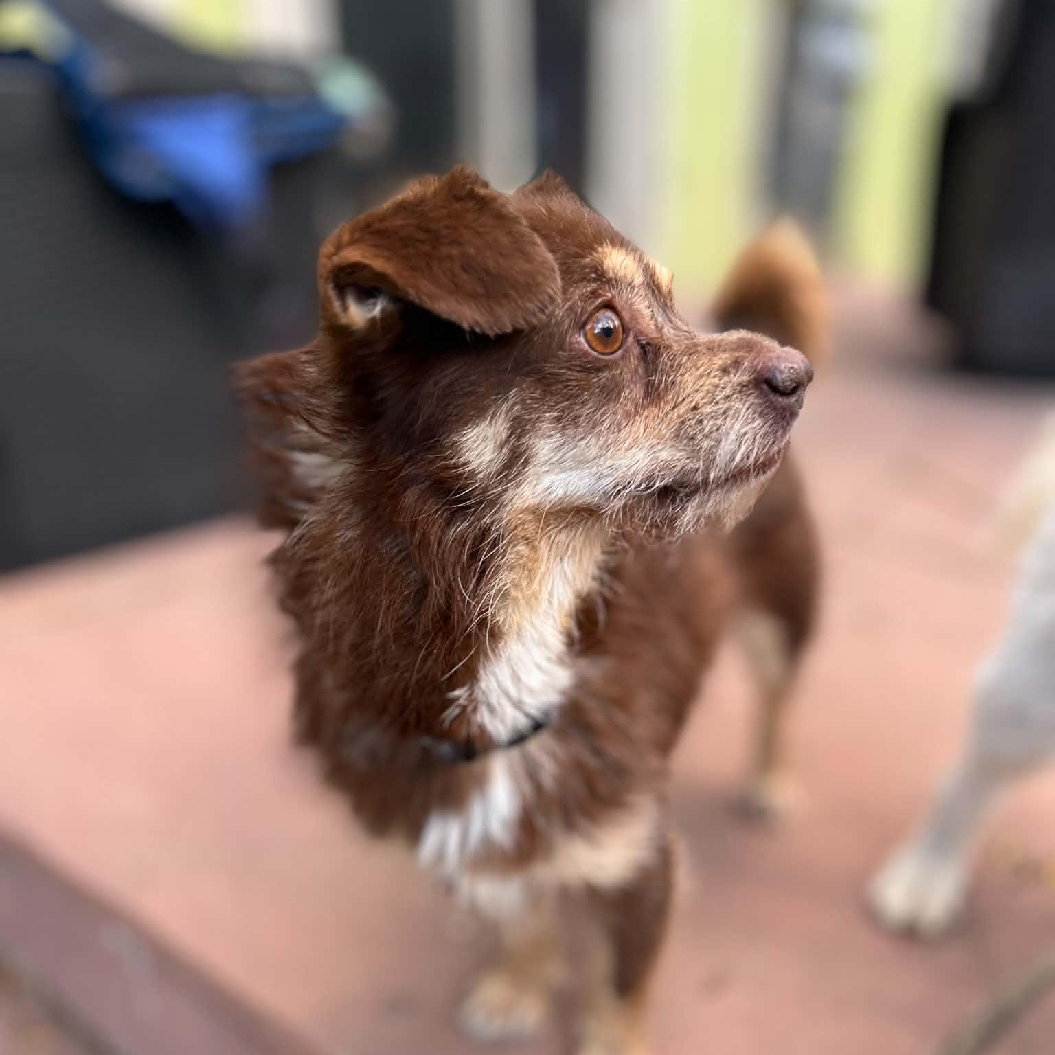 Enlarge Scooter, a ADOPTABLE mixed breed in Mead, CO image 5/6