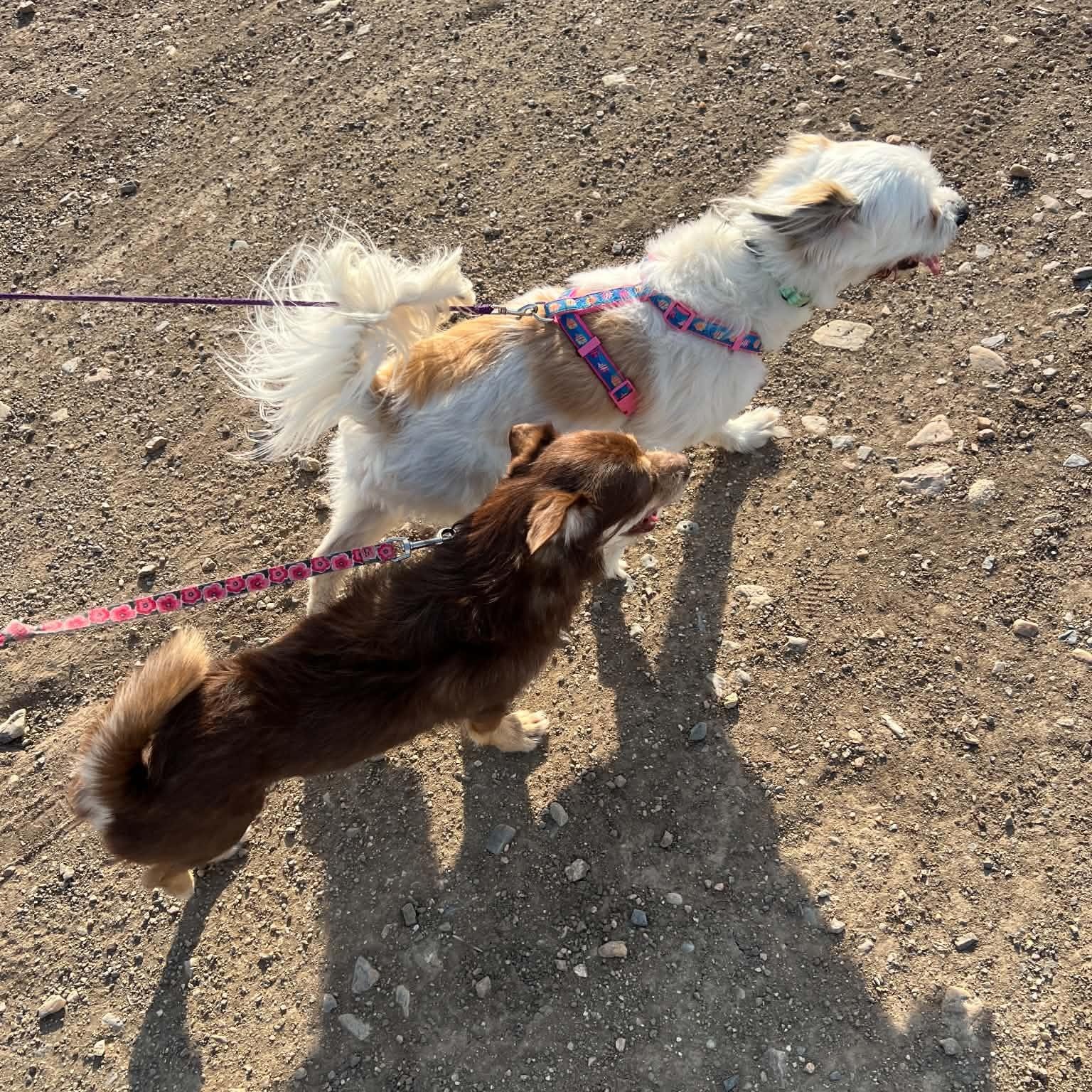 Enlarge Scooter, a ADOPTABLE mixed breed in Mead, CO image 6/6