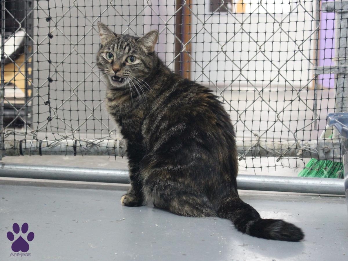 Salamander, a Adoptable Domestic Short Hair in Missoula, MT image 3/4