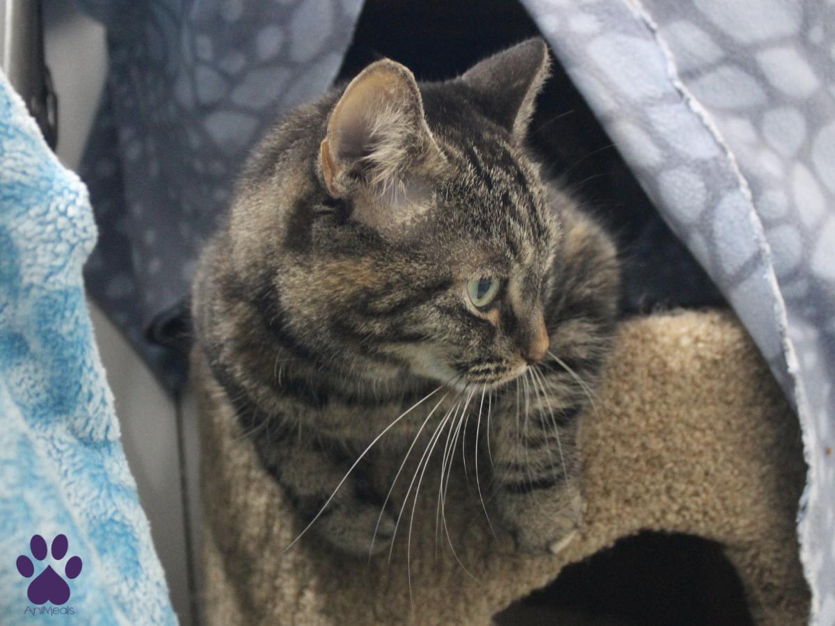 Salamander, a Adoptable Domestic Short Hair in Missoula, MT image 2/4