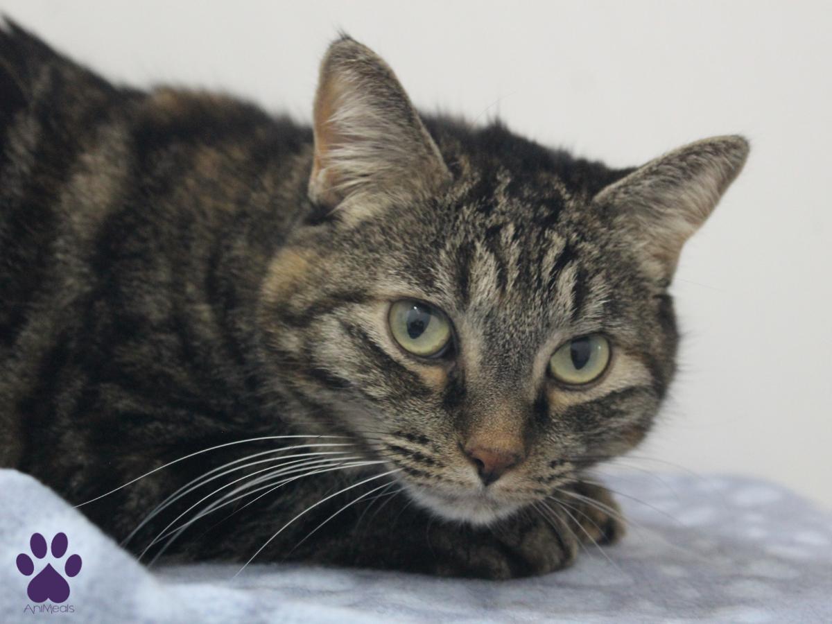 Salamander, Adoptable, Adult Female Domestic Short Hair.