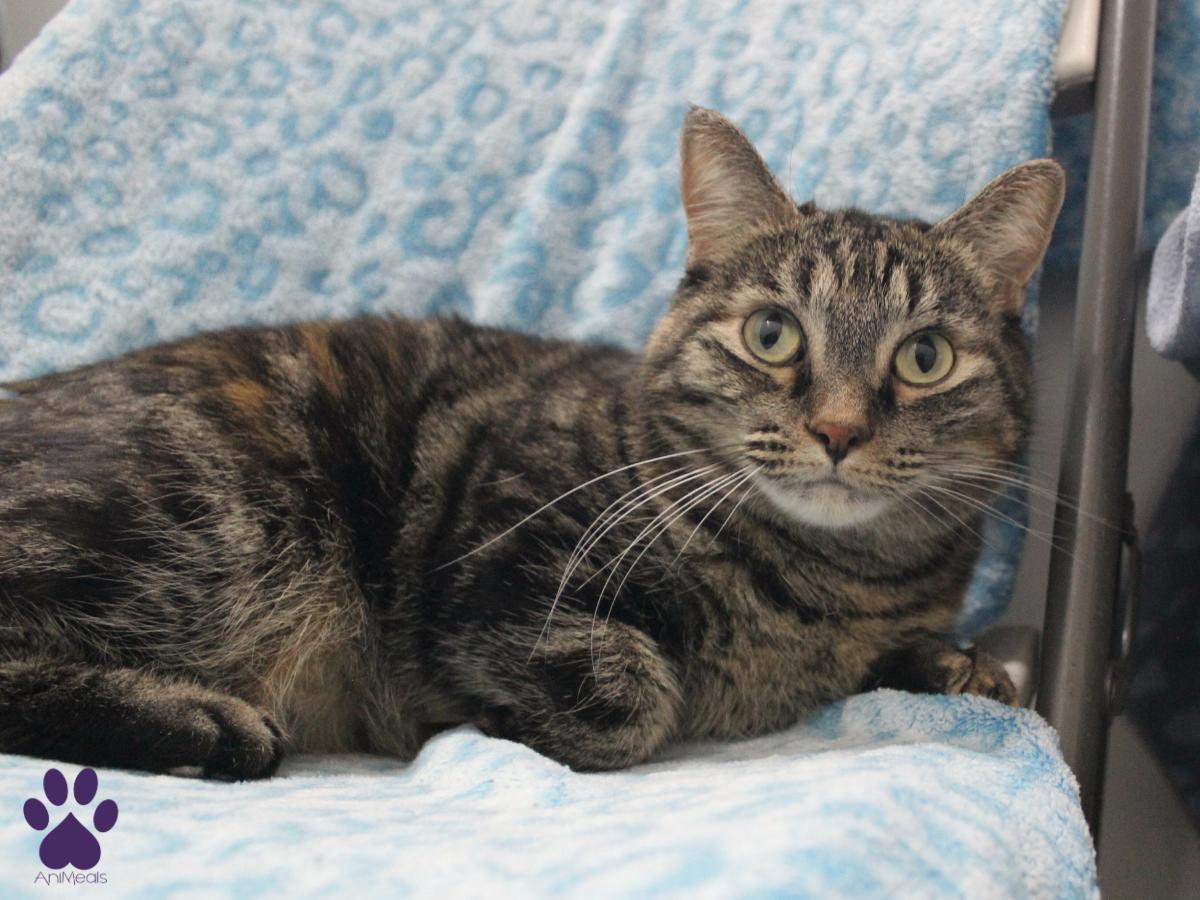 Salamander, an adoptable Domestic Short Hair in Missoula, MT, 59808 | Photo Image 4