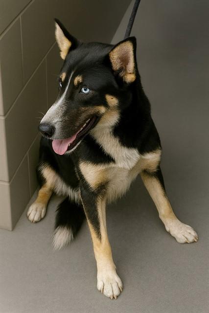Enlarge SEQUOIA, a Adoptable German Shepherd Dog in Downey, CA image 1/1