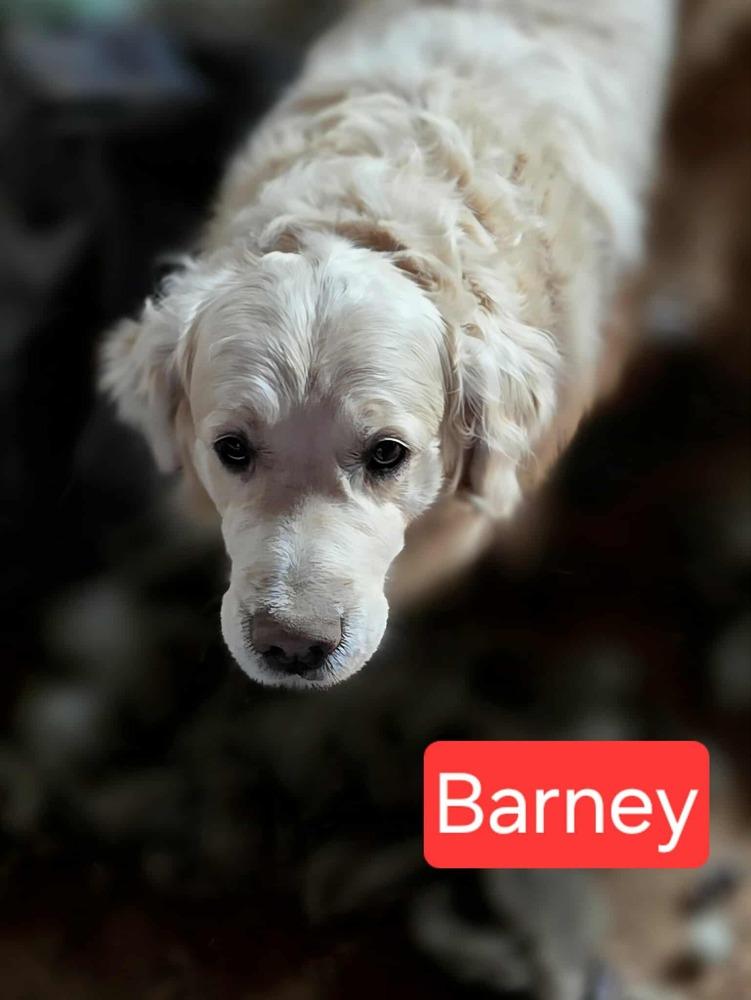 Barney, Adoptable, Adult Male Golden Retriever.