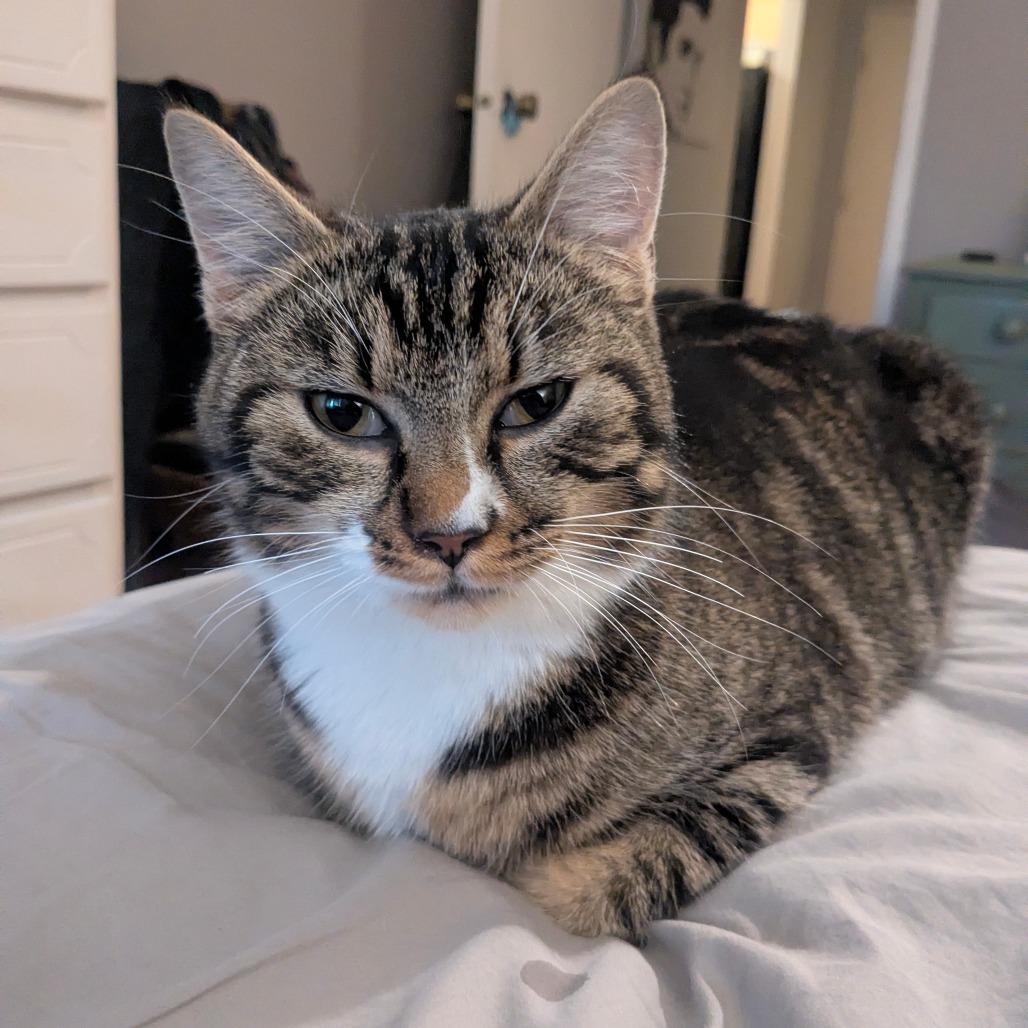 Starfish, Adoptable, Adult Female Domestic Short Hair.