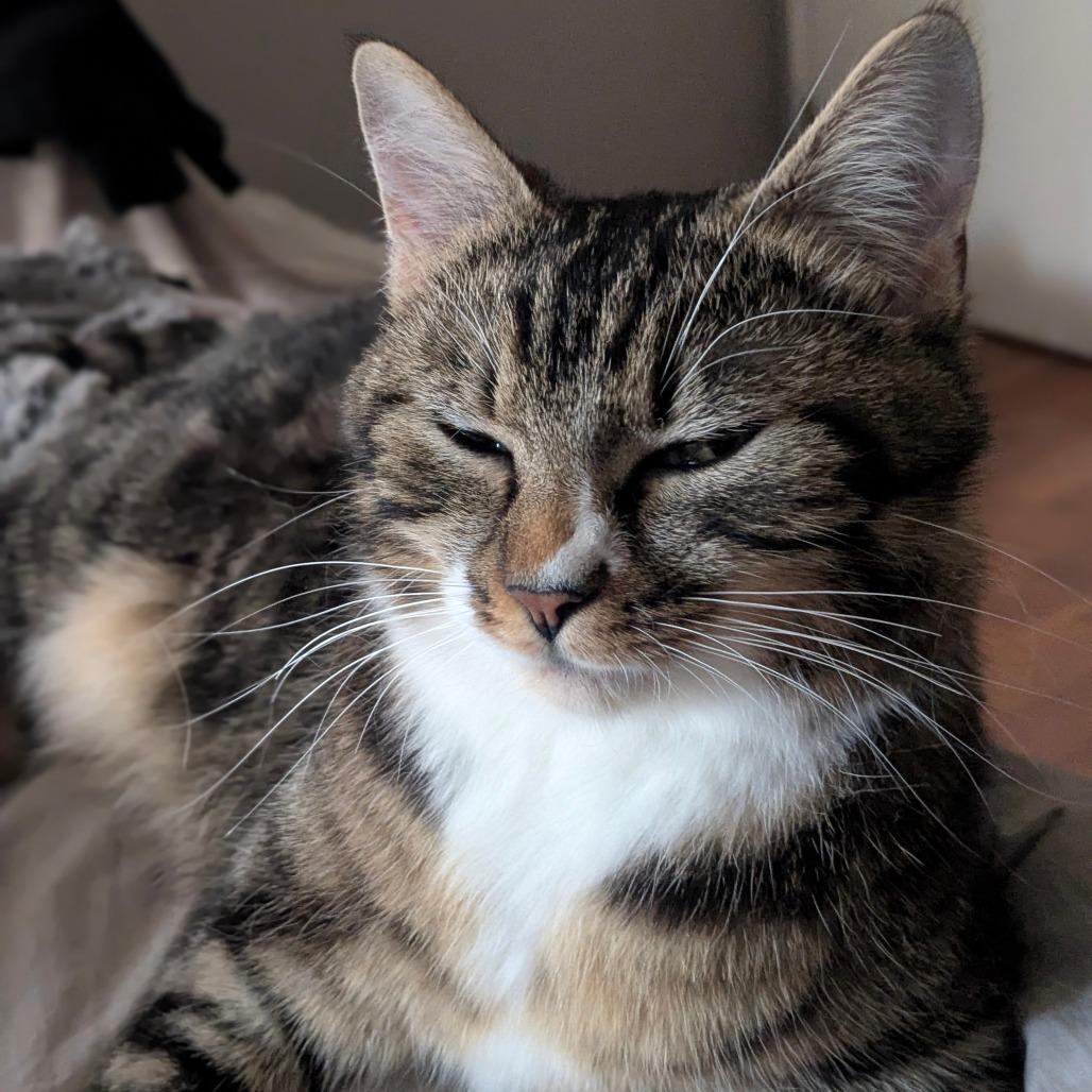 Enlarge Starfish, a Adoptable Domestic Short Hair in Abbotsford, BC image 2/5