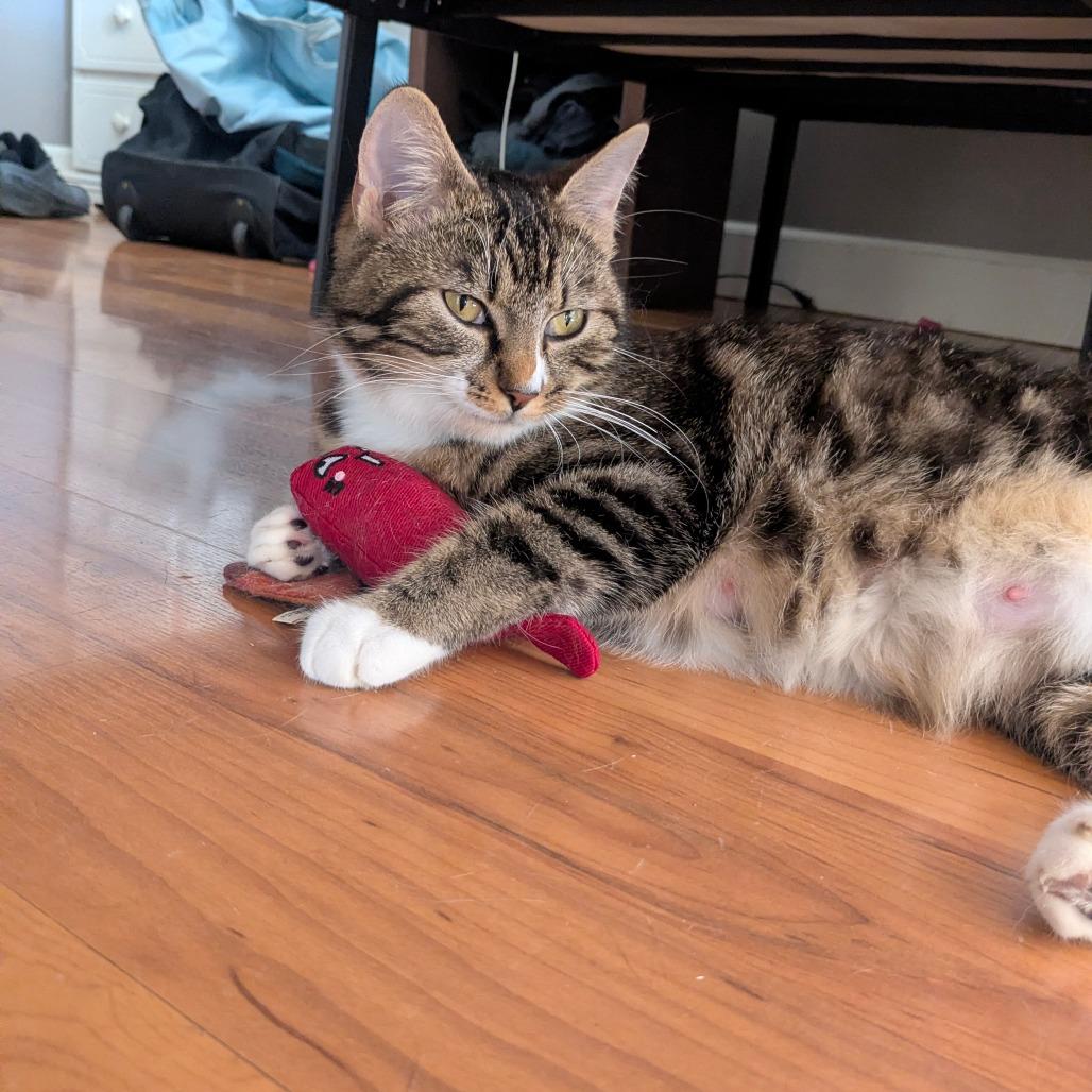 Enlarge Starfish, a Adoptable Domestic Short Hair in Abbotsford, BC image 3/5
