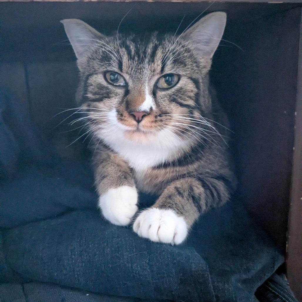 Enlarge Starfish, a Adoptable Domestic Short Hair in Abbotsford, BC image 5/5