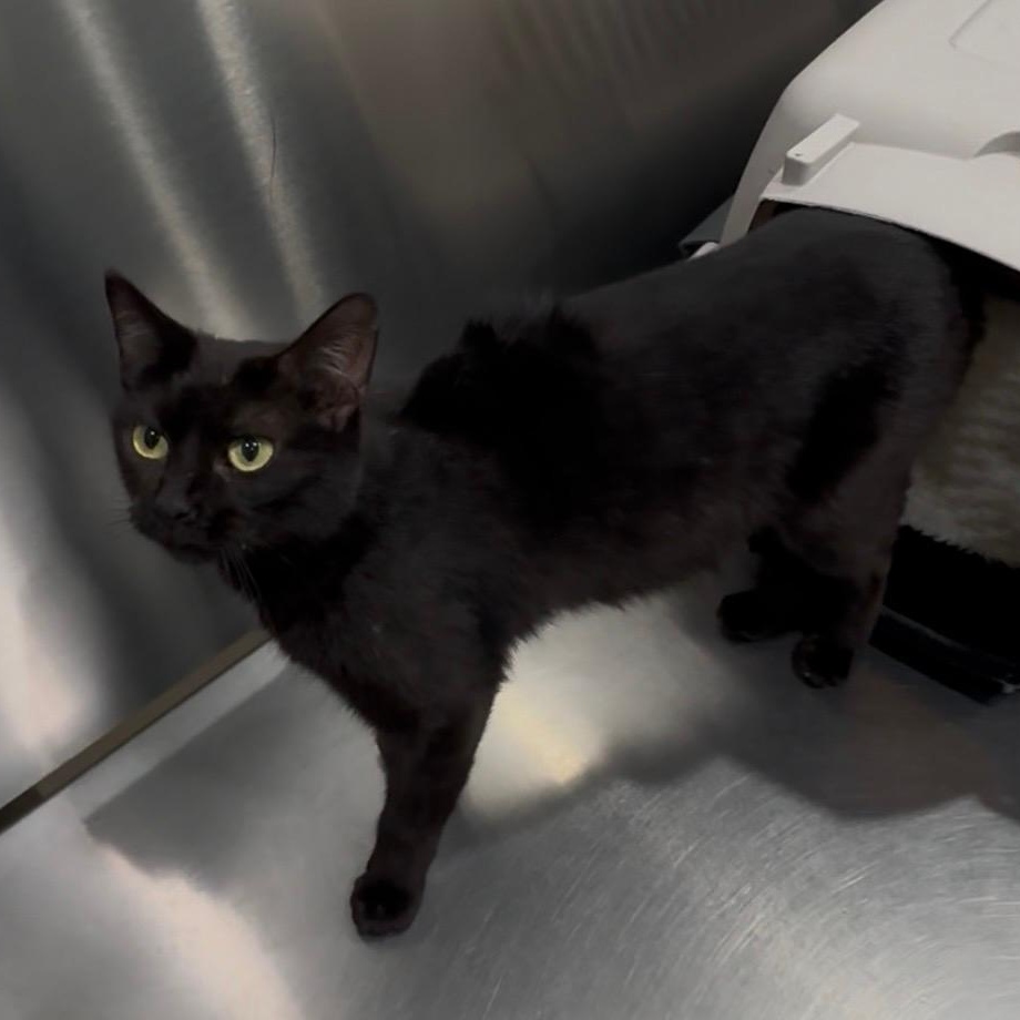 Enlarge Mocha, a ADOPTABLE mixed breed in Gastonia, NC image 2/2