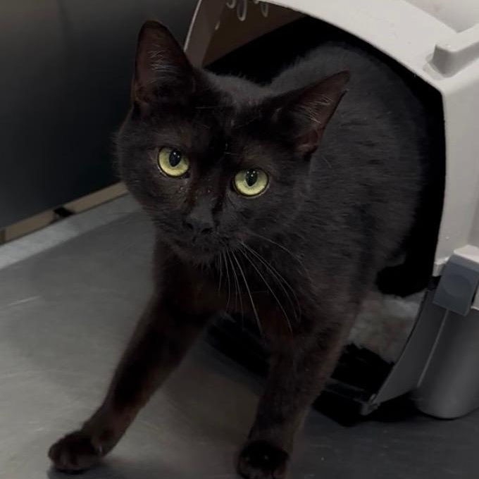 Mocha, ADOPTABLE, Young Female Bombay.