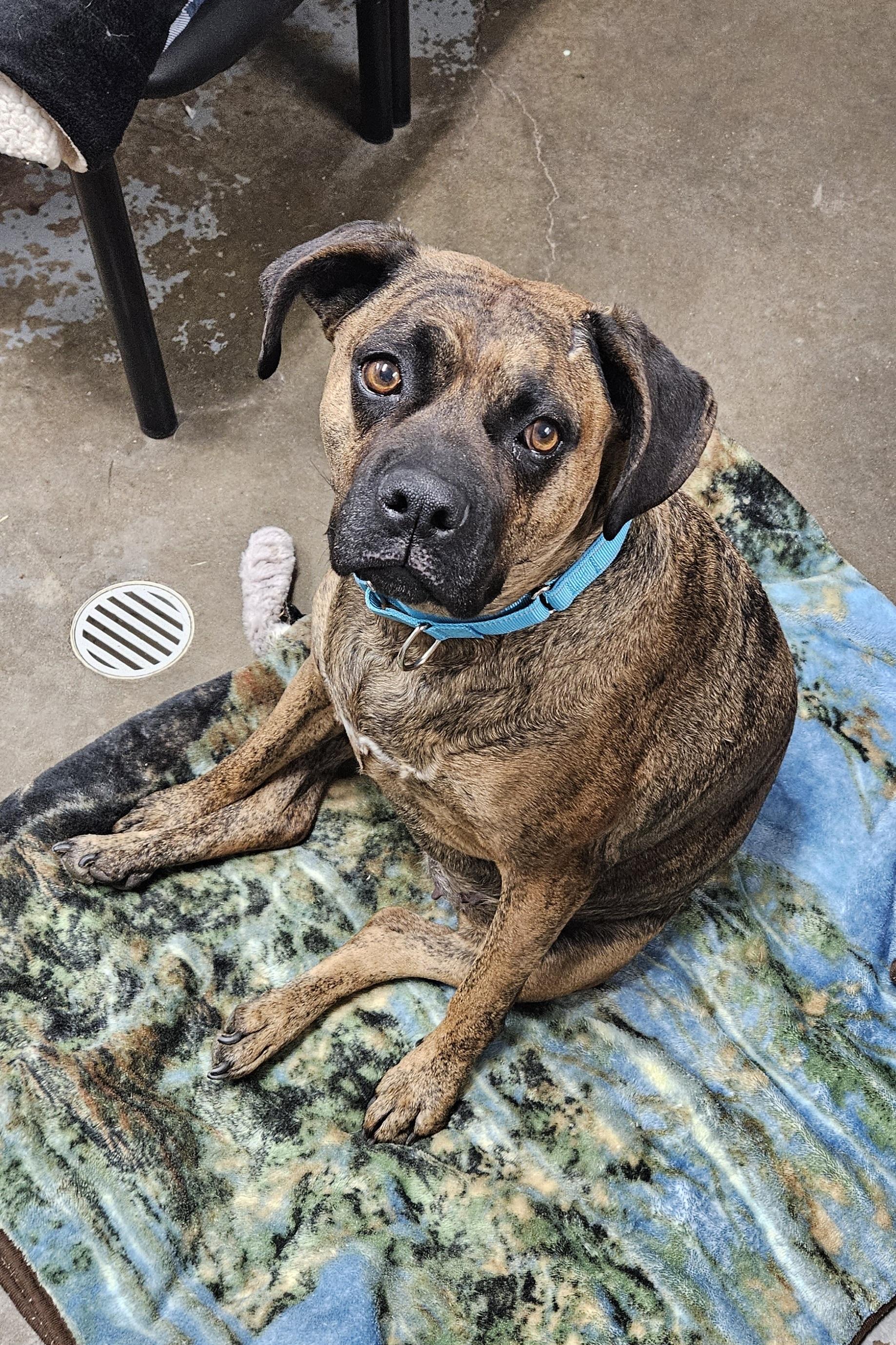 Dahlia (aka Dilly Dally), a Adopted mixed breed in New Philadelphia, OH image 1/2