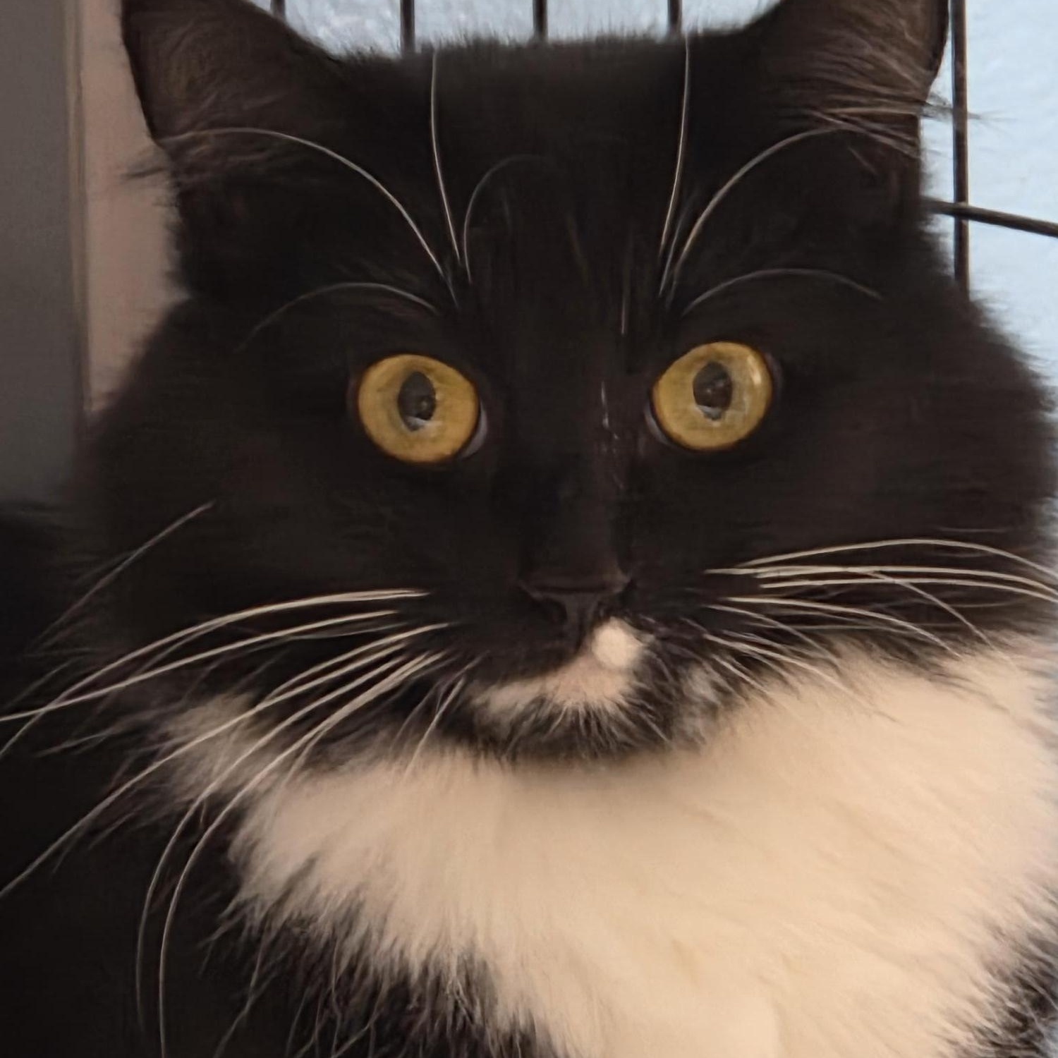 Delilah, adopted, Adult Female Domestic Medium Hair.