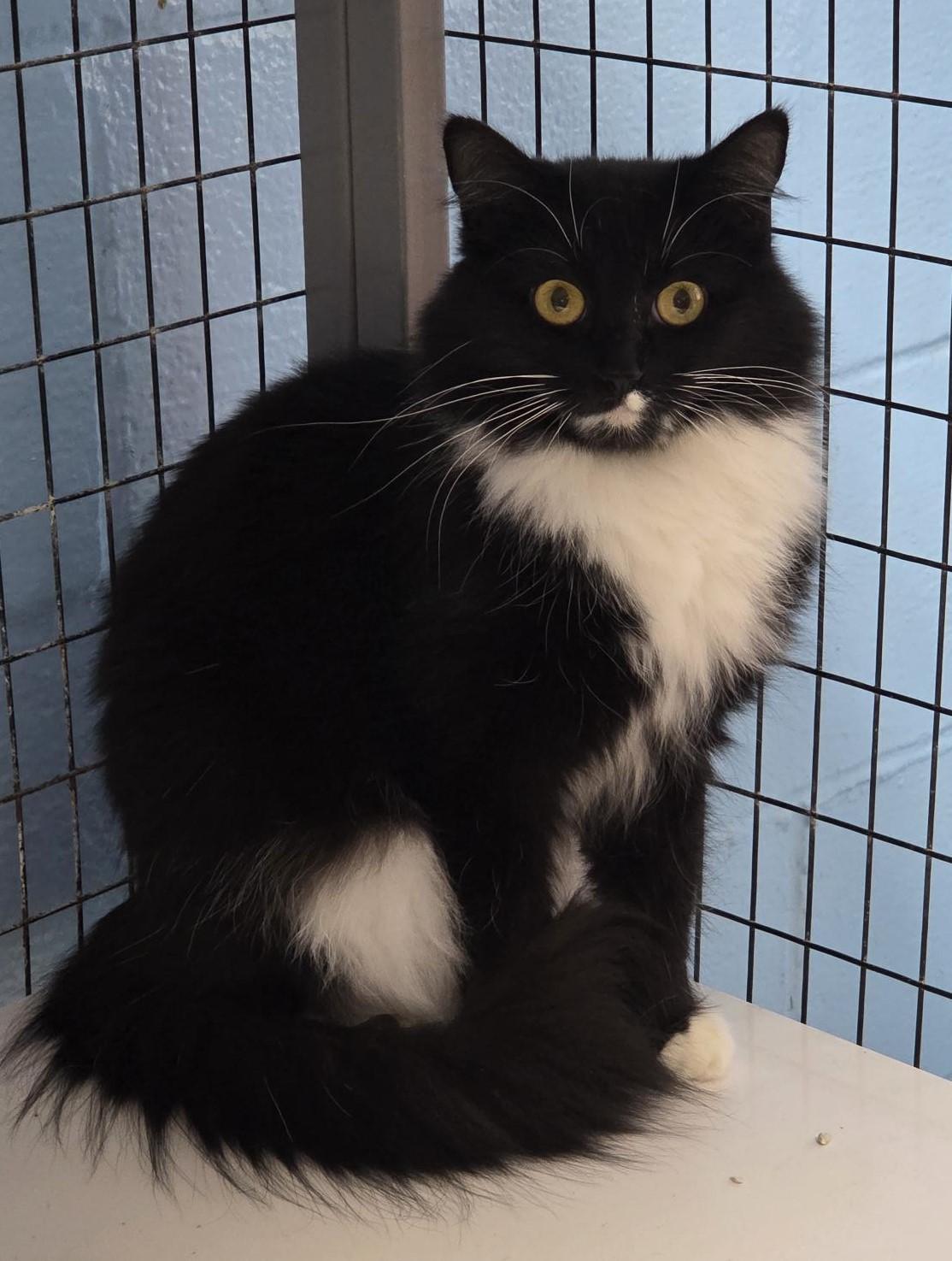 Enlarge Delilah, a ADOPTABLE Domestic Medium Hair in Carthage, NC image 2/4