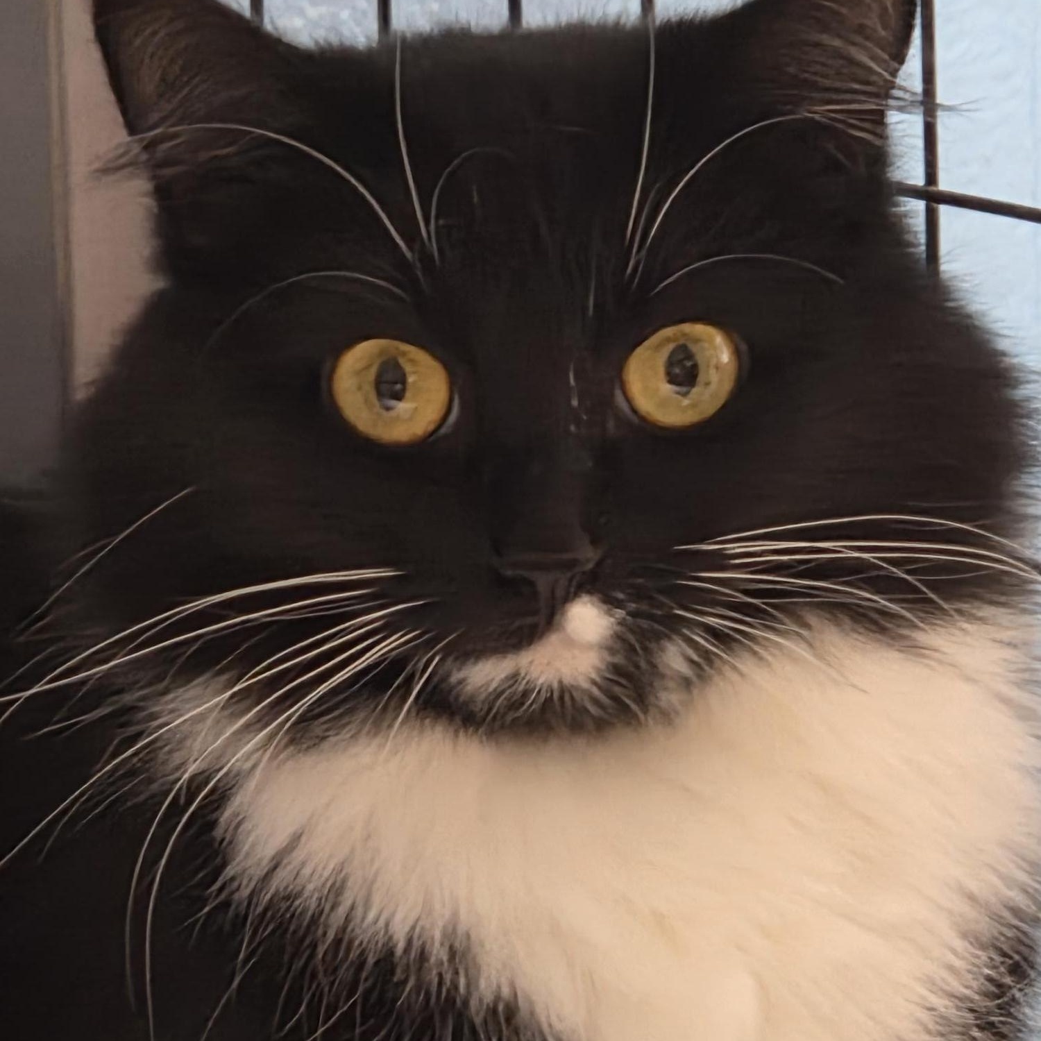 Enlarge Delilah, a ADOPTABLE Domestic Medium Hair in Carthage, NC image 3/4