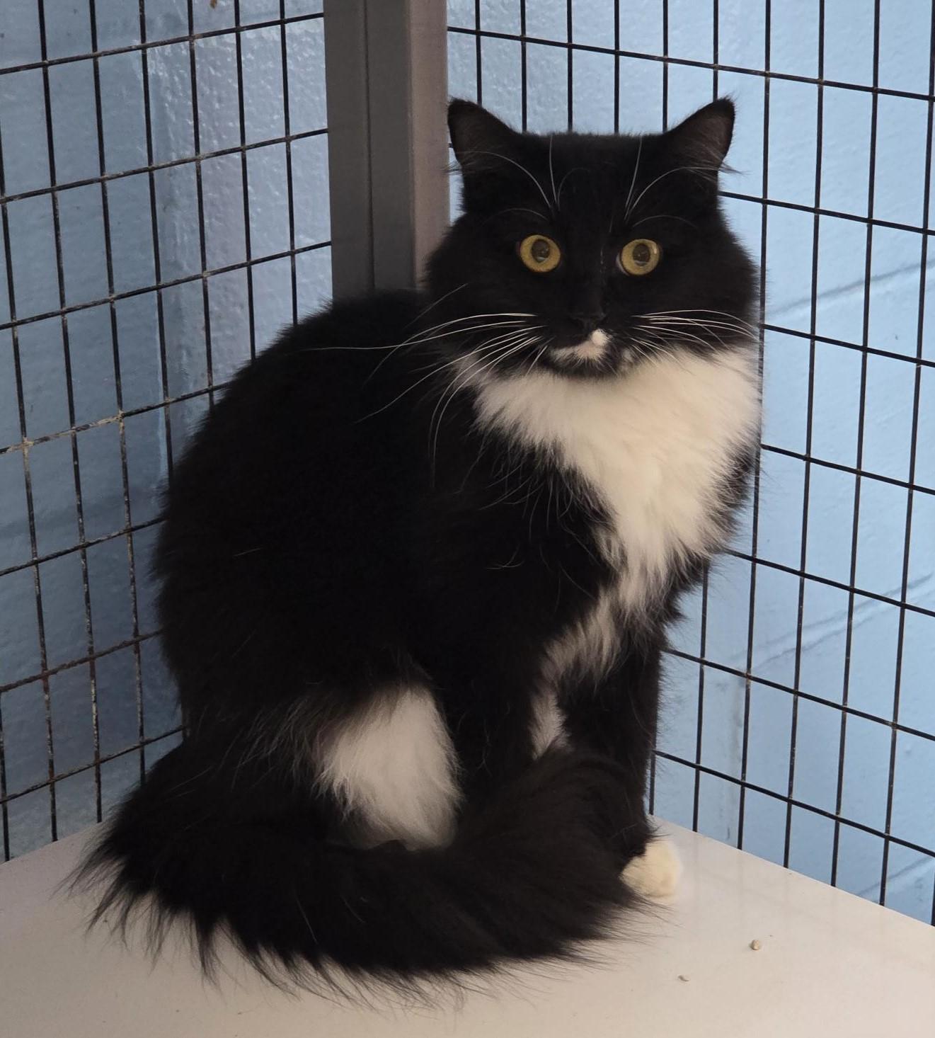 Enlarge Delilah, a ADOPTABLE Domestic Medium Hair in Carthage, NC image 4/4