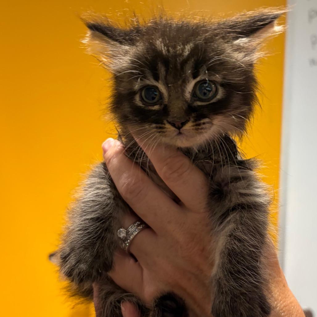 Brownie Batter, Adoptable, Kitten Female Domestic Long Hair.