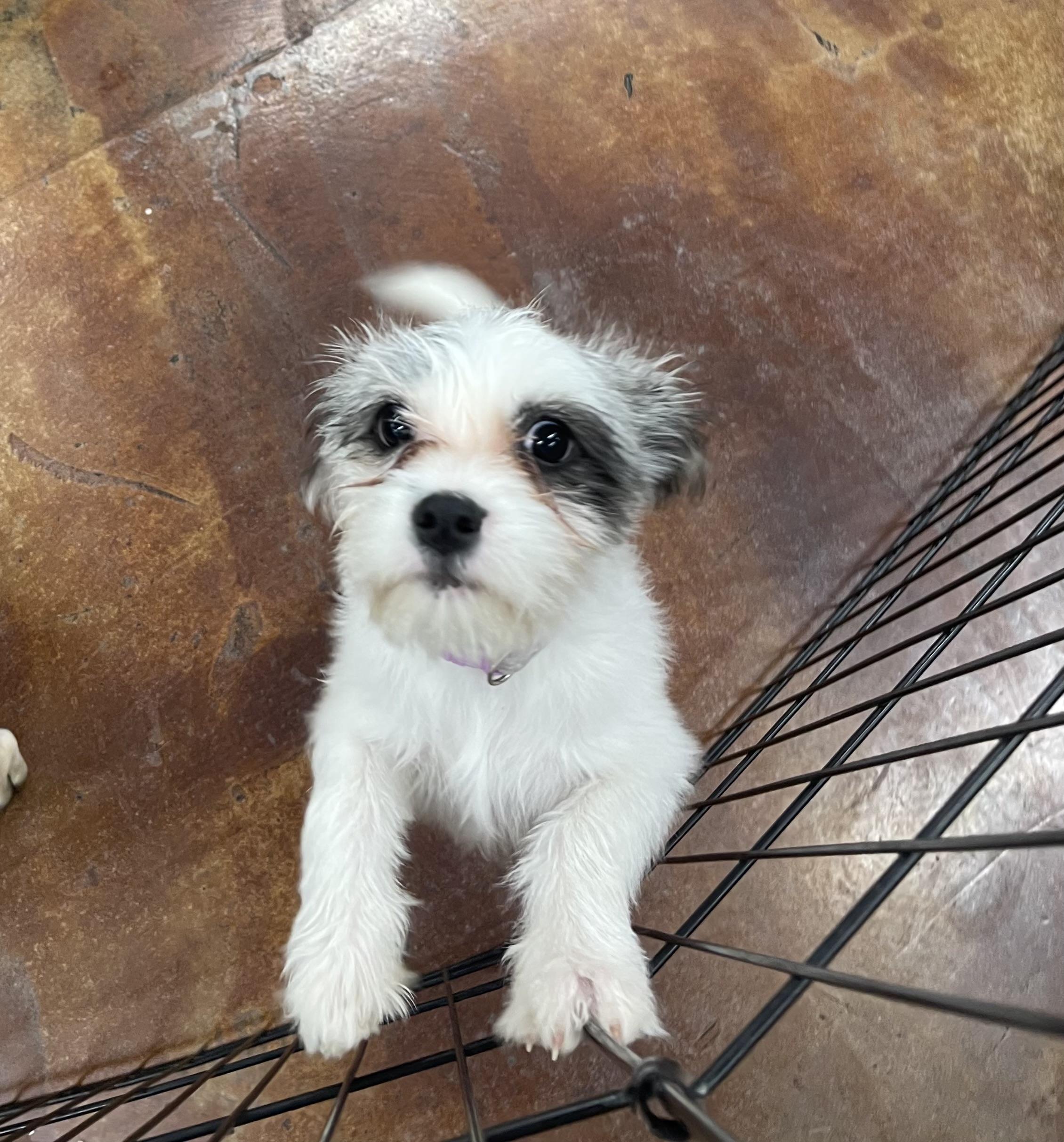 Enlarge Avery, a Adopted mixed breed in Chandler, AZ image 1/5