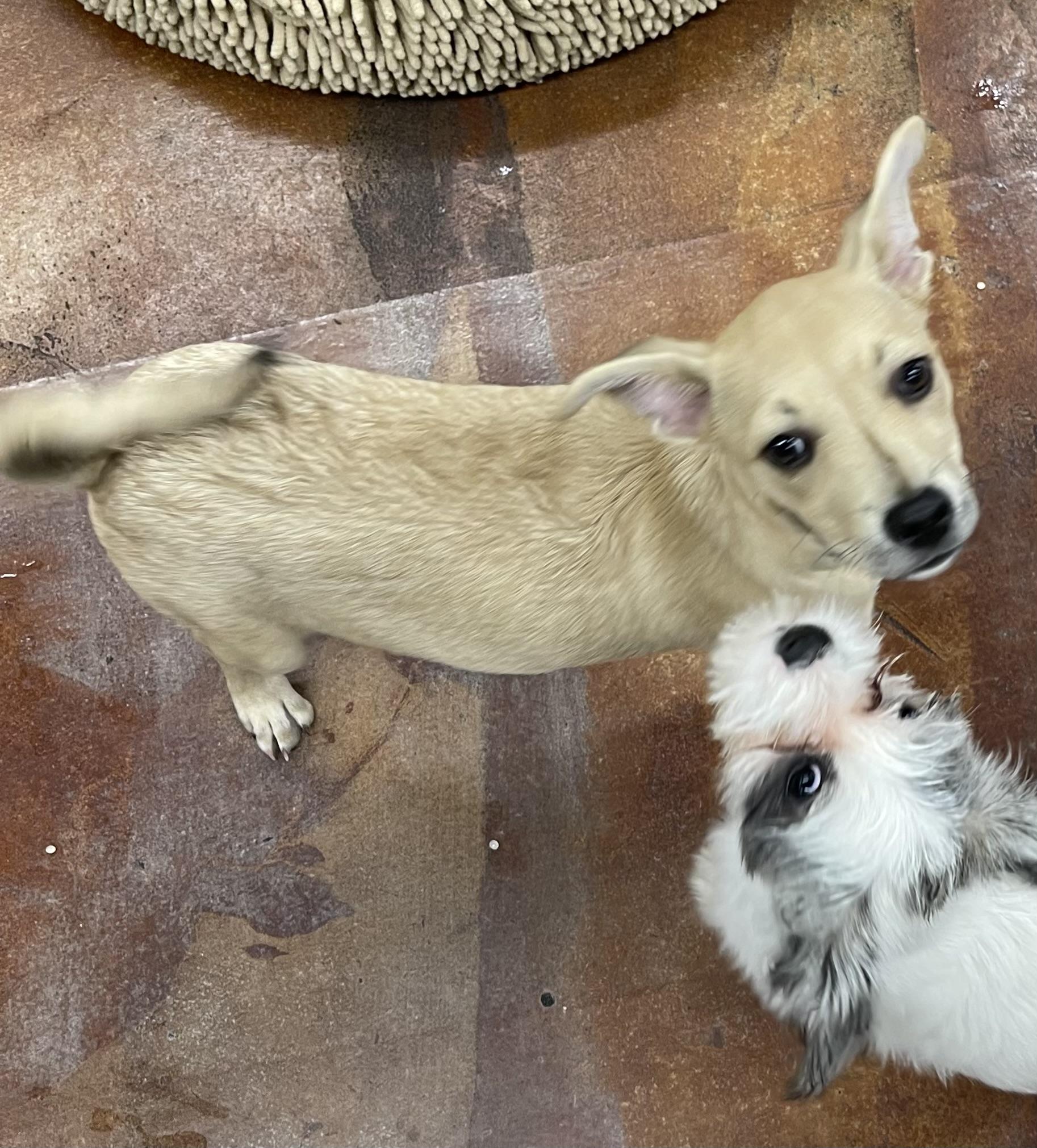 Enlarge Avery, a Adopted mixed breed in Chandler, AZ image 5/5