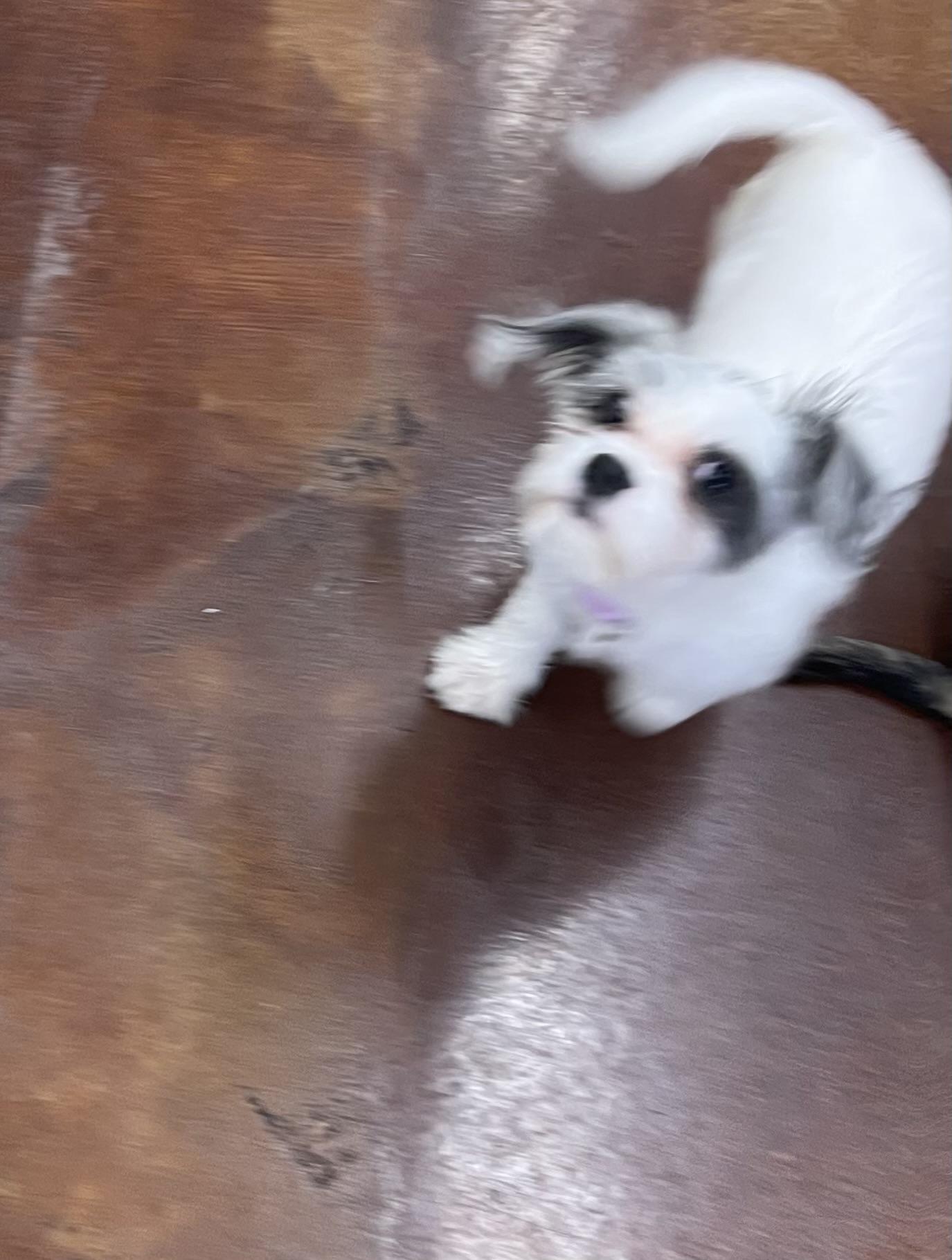 Enlarge Avery, a Adopted mixed breed in Chandler, AZ image 4/5