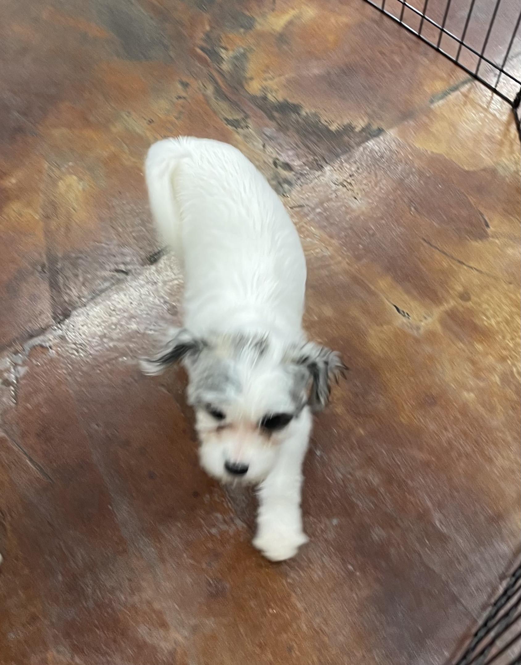 Enlarge Avery, a Adopted mixed breed in Chandler, AZ image 3/5