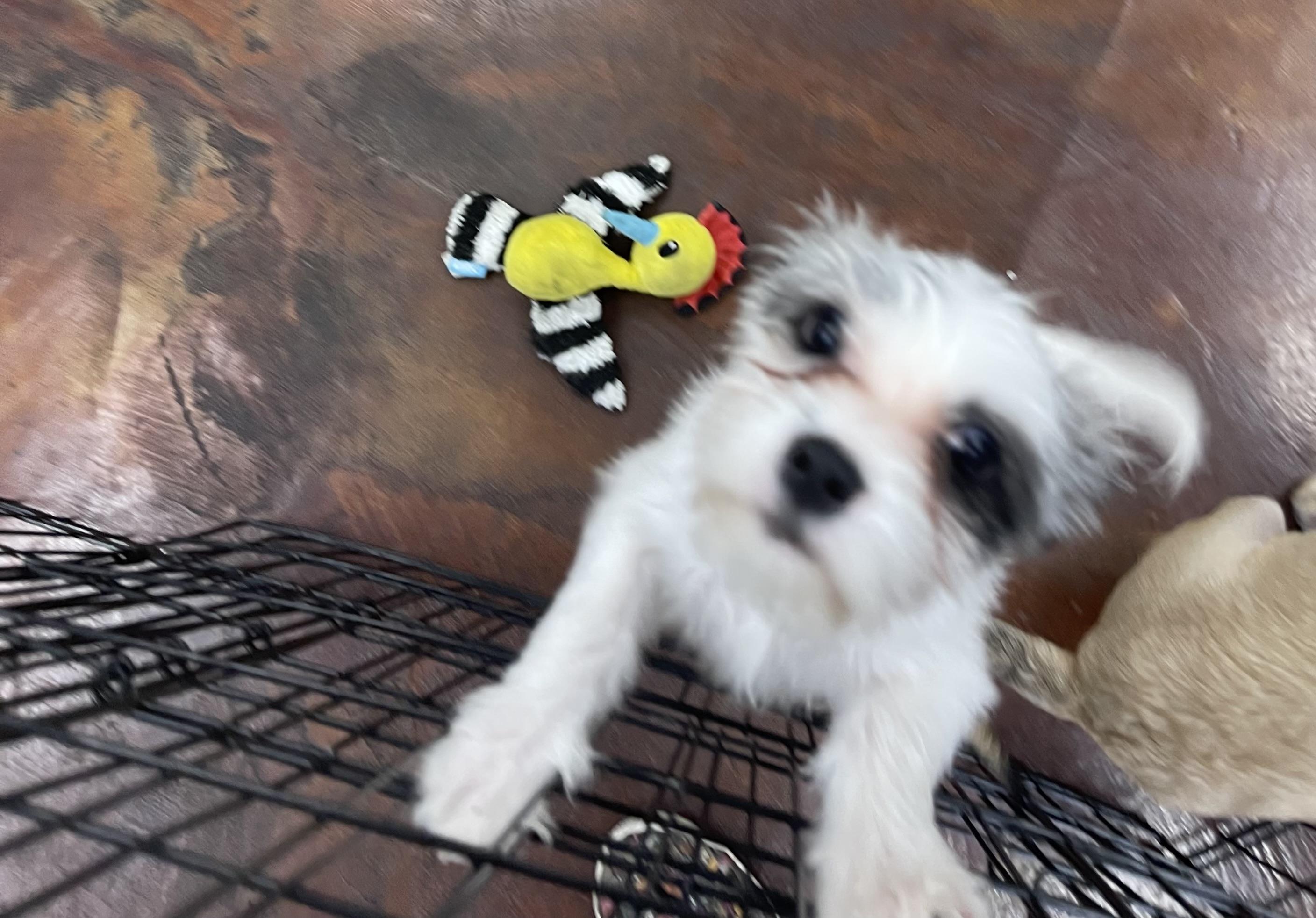 Enlarge Avery, a Adopted mixed breed in Chandler, AZ image 2/5