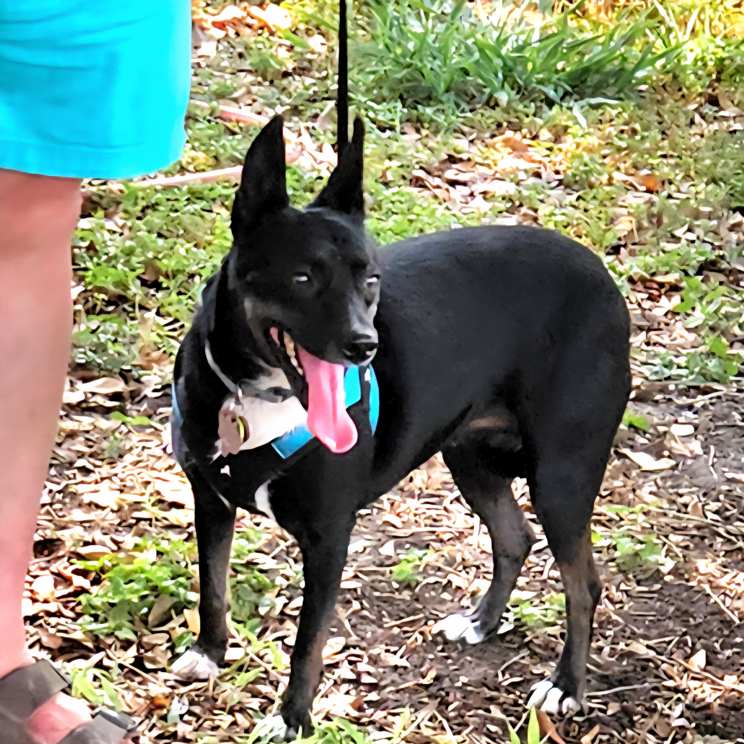 Stella — thumbnail 2