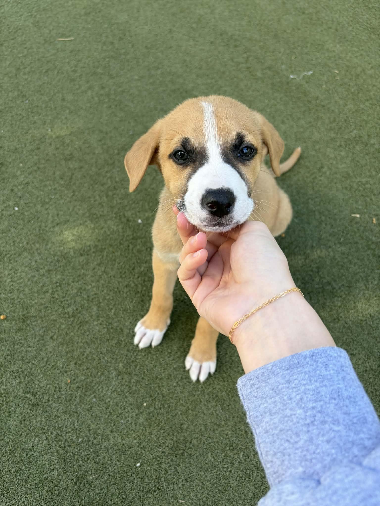 Mr. Claws, Adopted, Puppy Male Husky & German Shepherd Dog.
