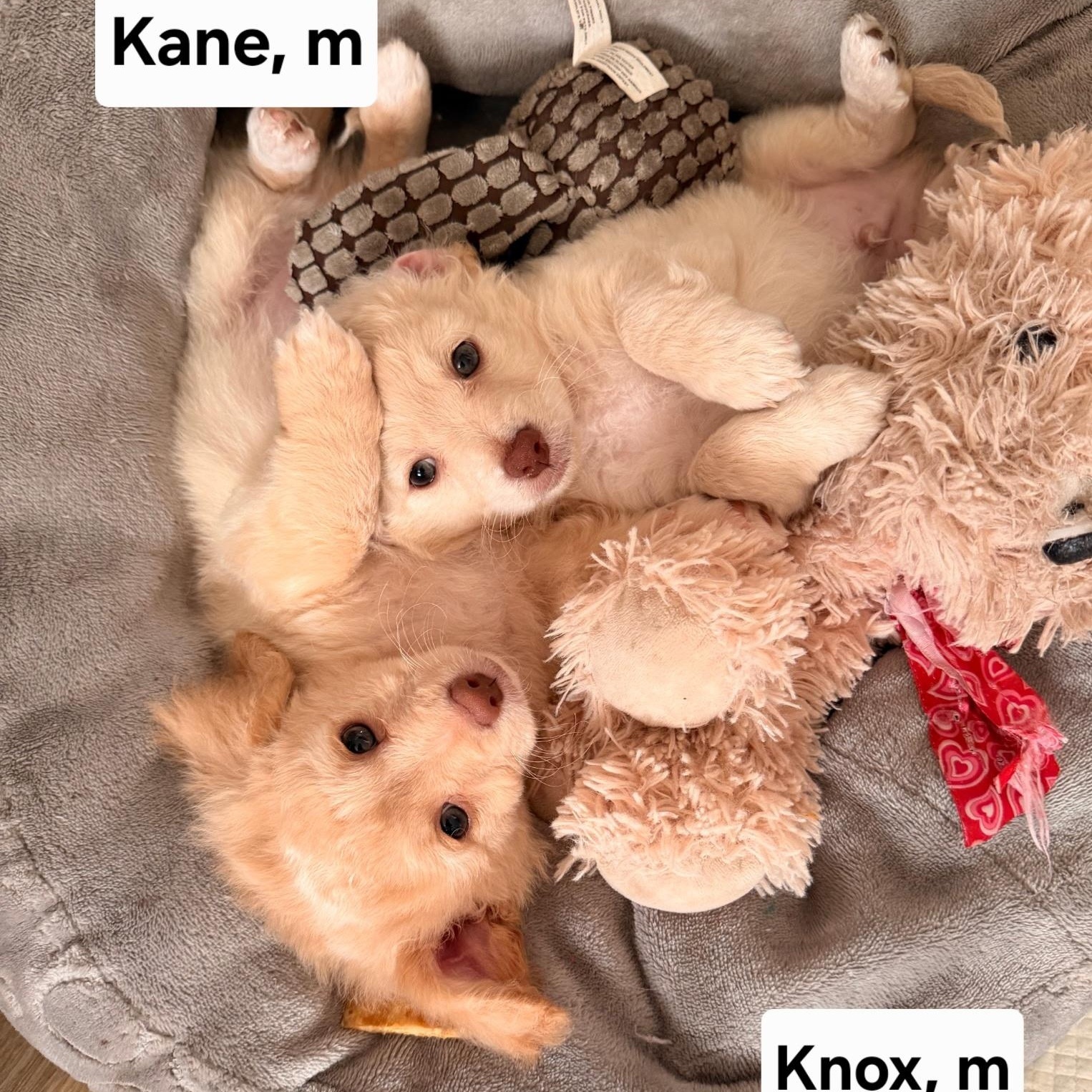 Kane, a Adoptable mixed breed in Salinas, CA image 1/2