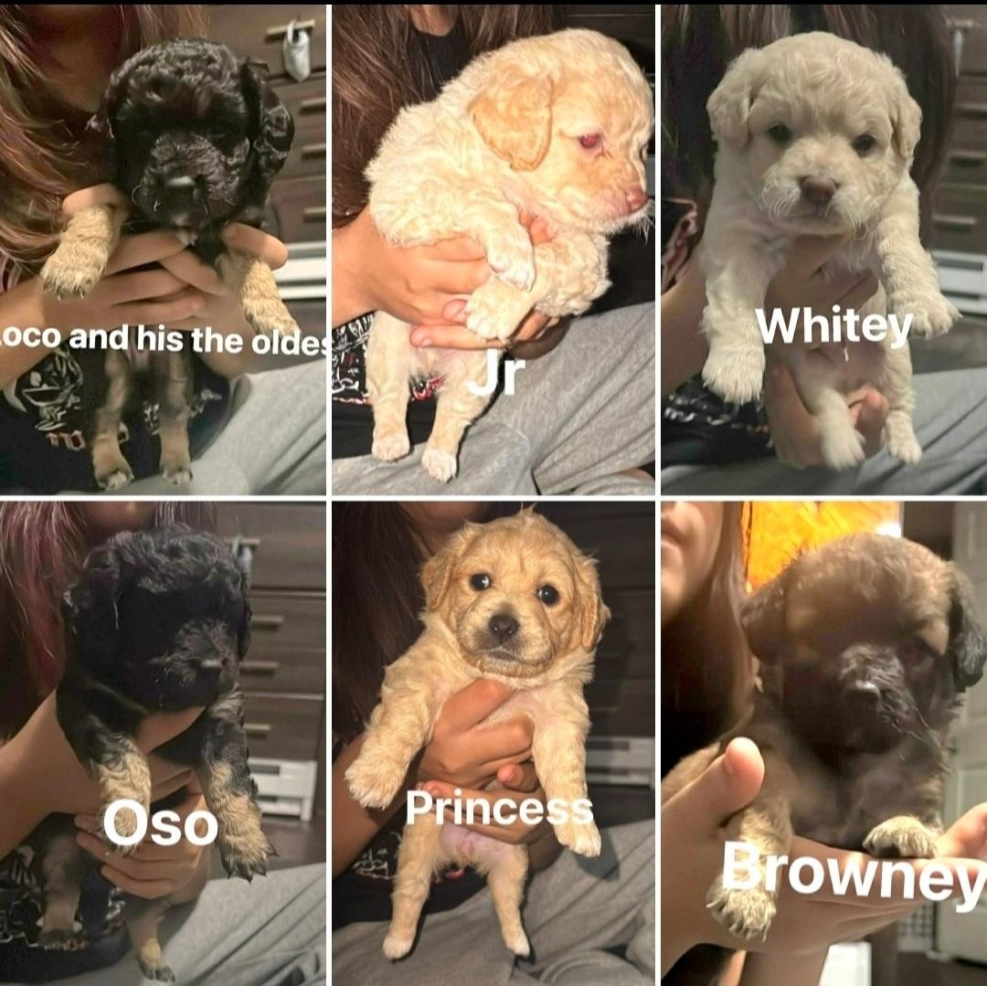 Kane, a Adoptable mixed breed in Salinas, CA image 2/2