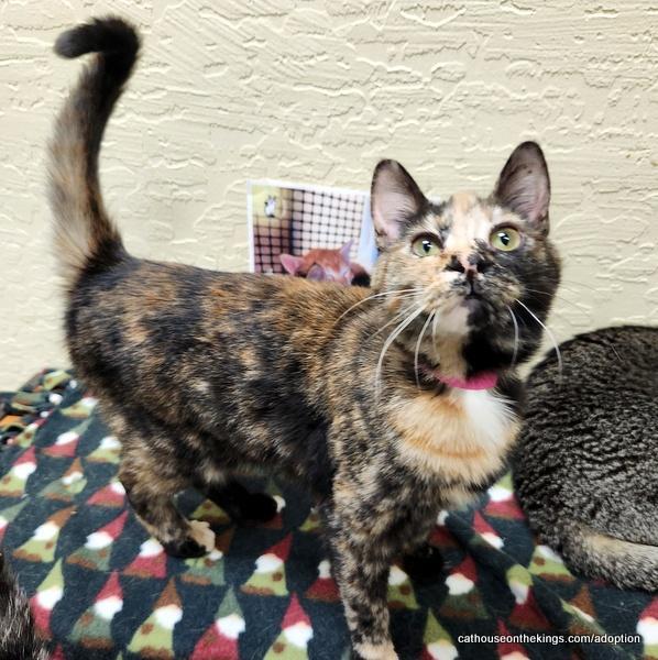 Latte, Adoptable, Young Female Tortoiseshell.