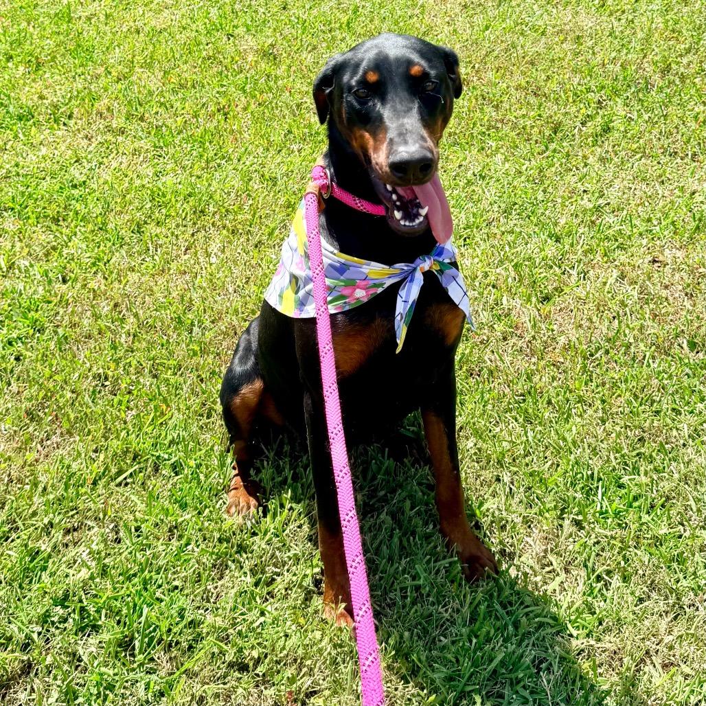 Enlarge Phonic, an adopted Doberman Pinscher in Stanfield, OR image 5/6
