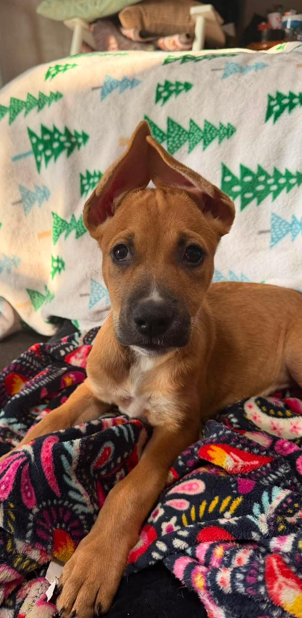 Enlarge Wiggins, a Adoptable mixed breed in Wichita Falls, TX image 3/3