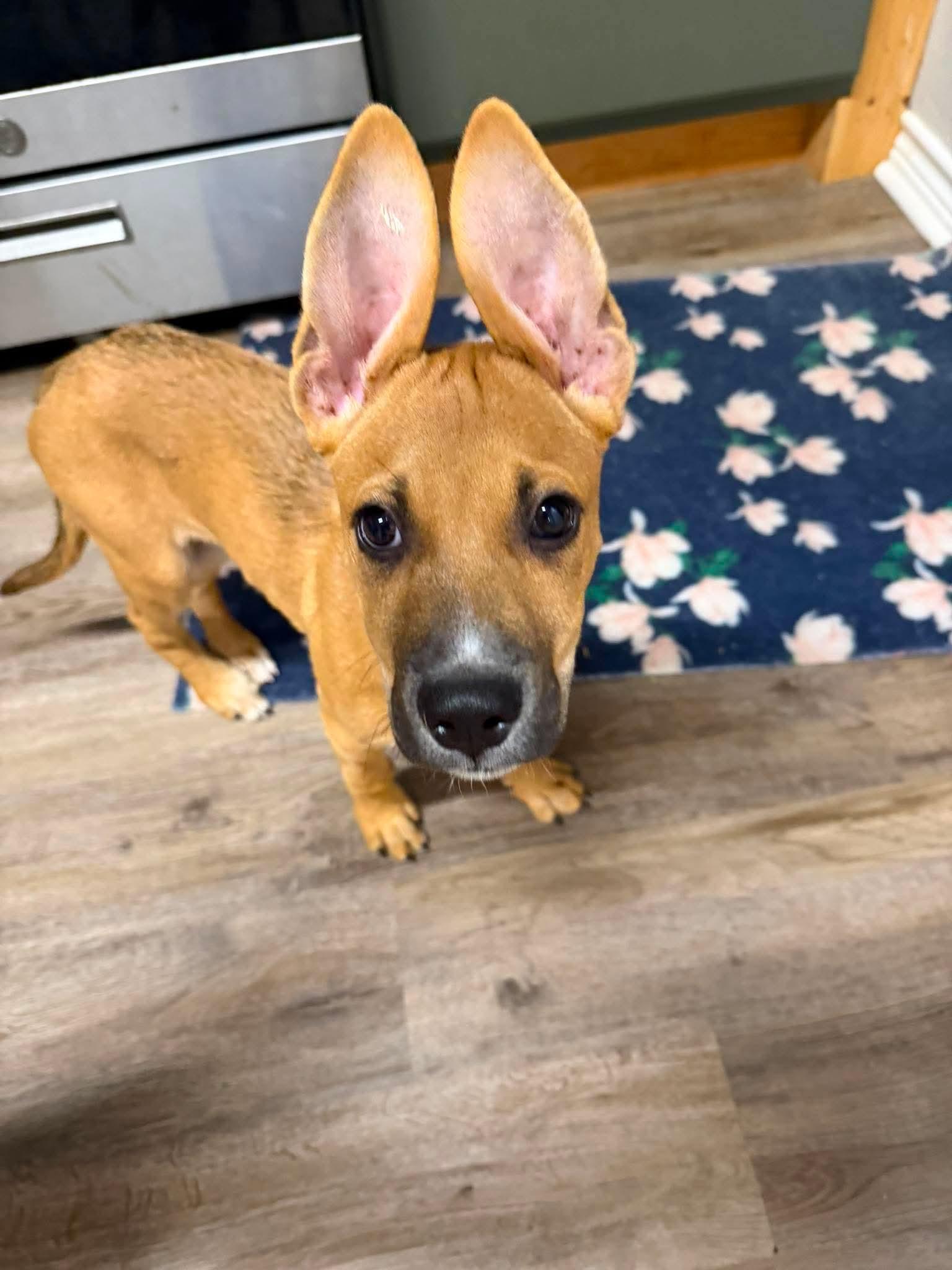 Enlarge Wiggins, a Adoptable mixed breed in Wichita Falls, TX image 2/3
