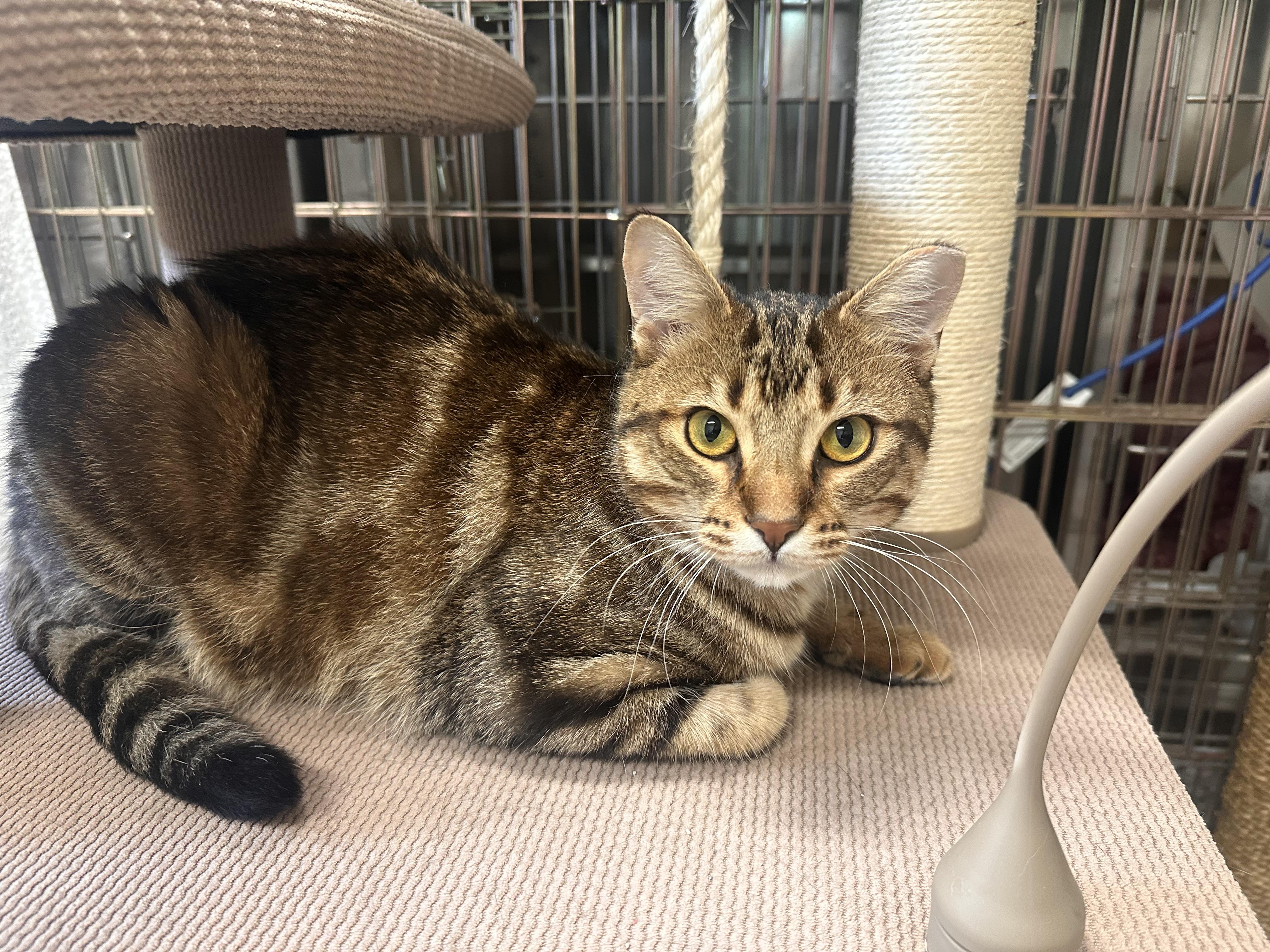 Enlarge Obi-wan & Kenobi (Bonded Pair), an adopted mixed breed in Chattanooga, TN image 4/6