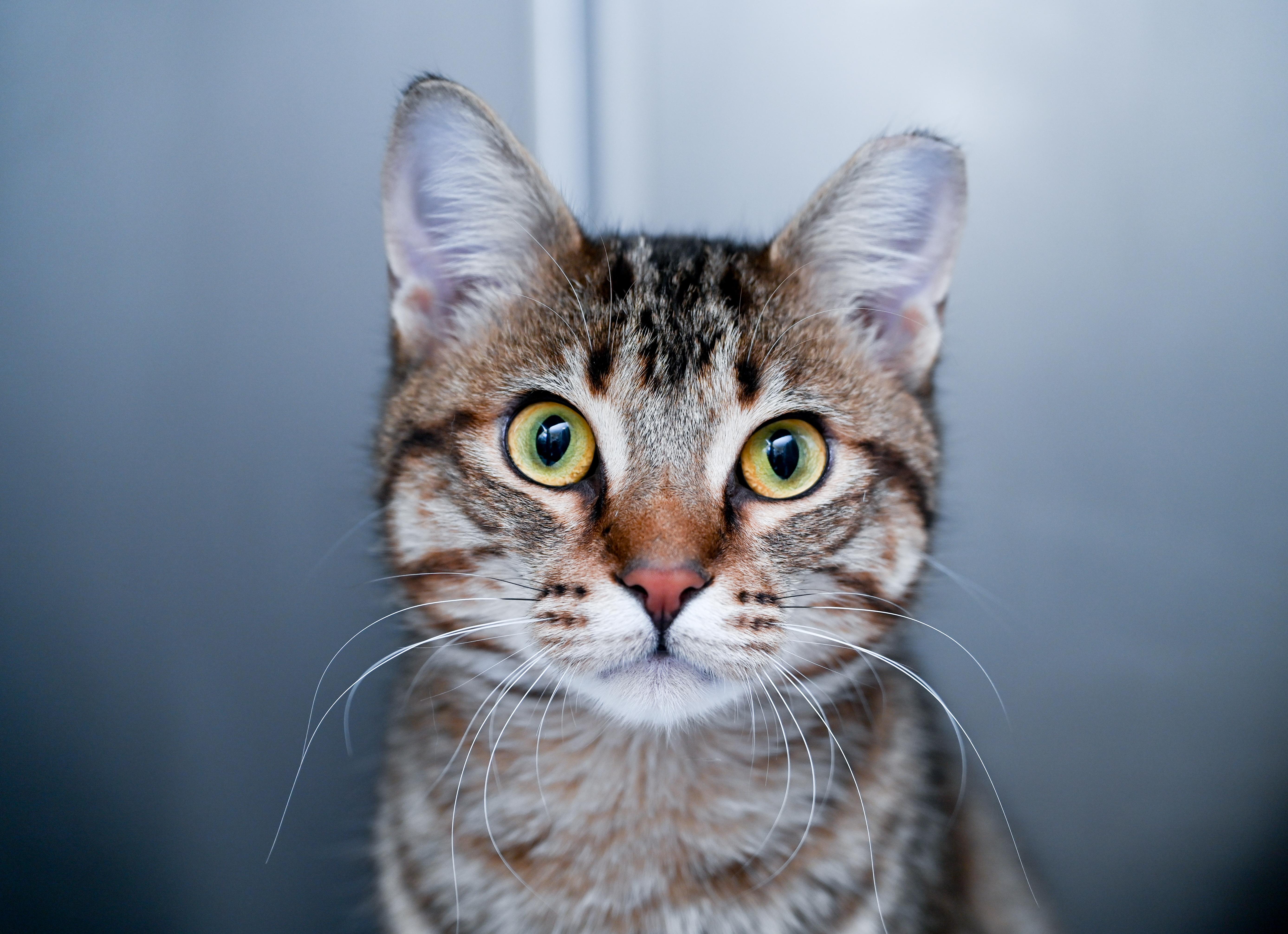 Enlarge Obi-wan & Kenobi (Bonded Pair), an adopted mixed breed in Chattanooga, TN image 3/6