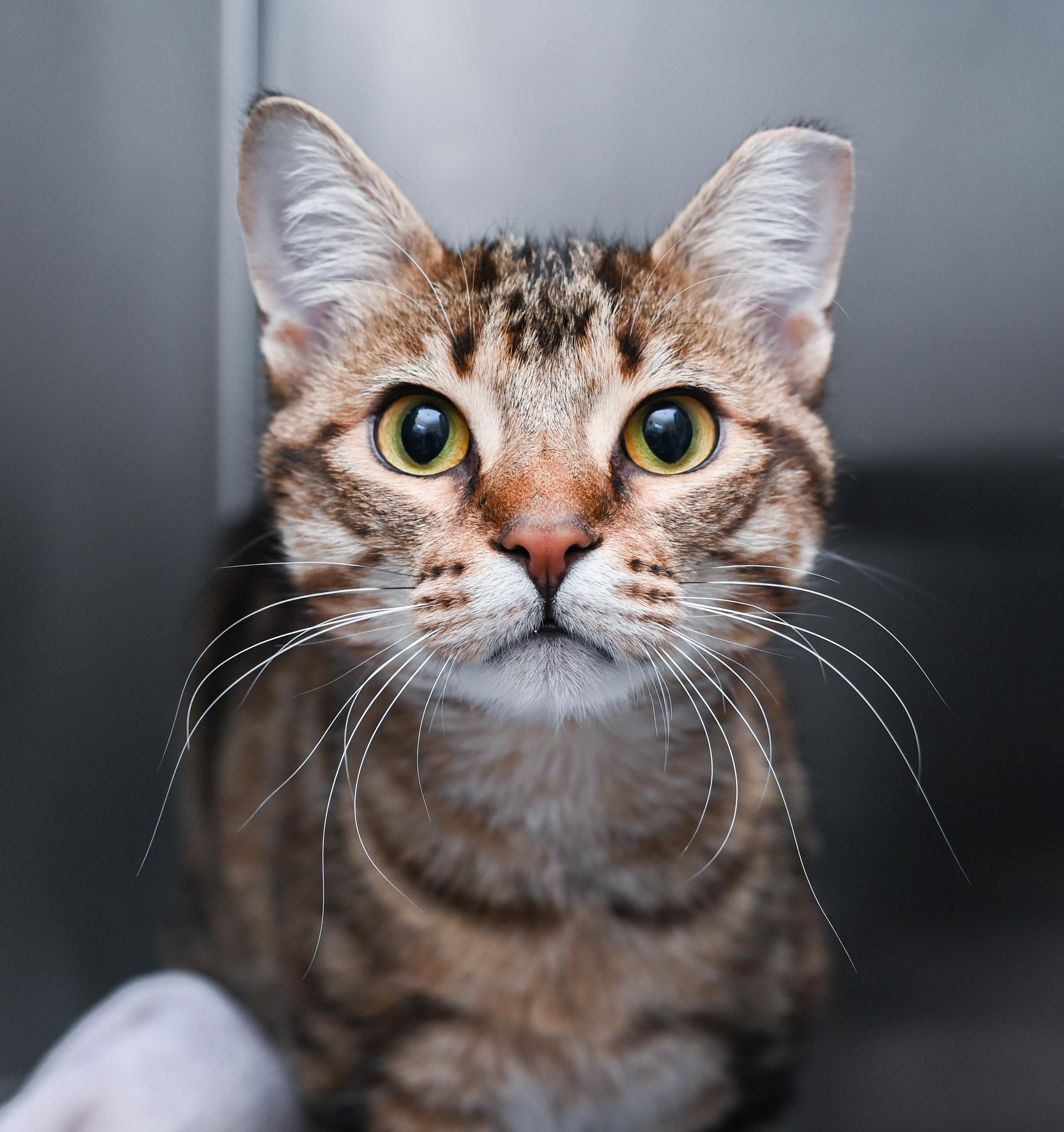 Obi-wan & Kenobi (Bonded Pair), adopted, Young Male Tabby & Domestic Short Hair.