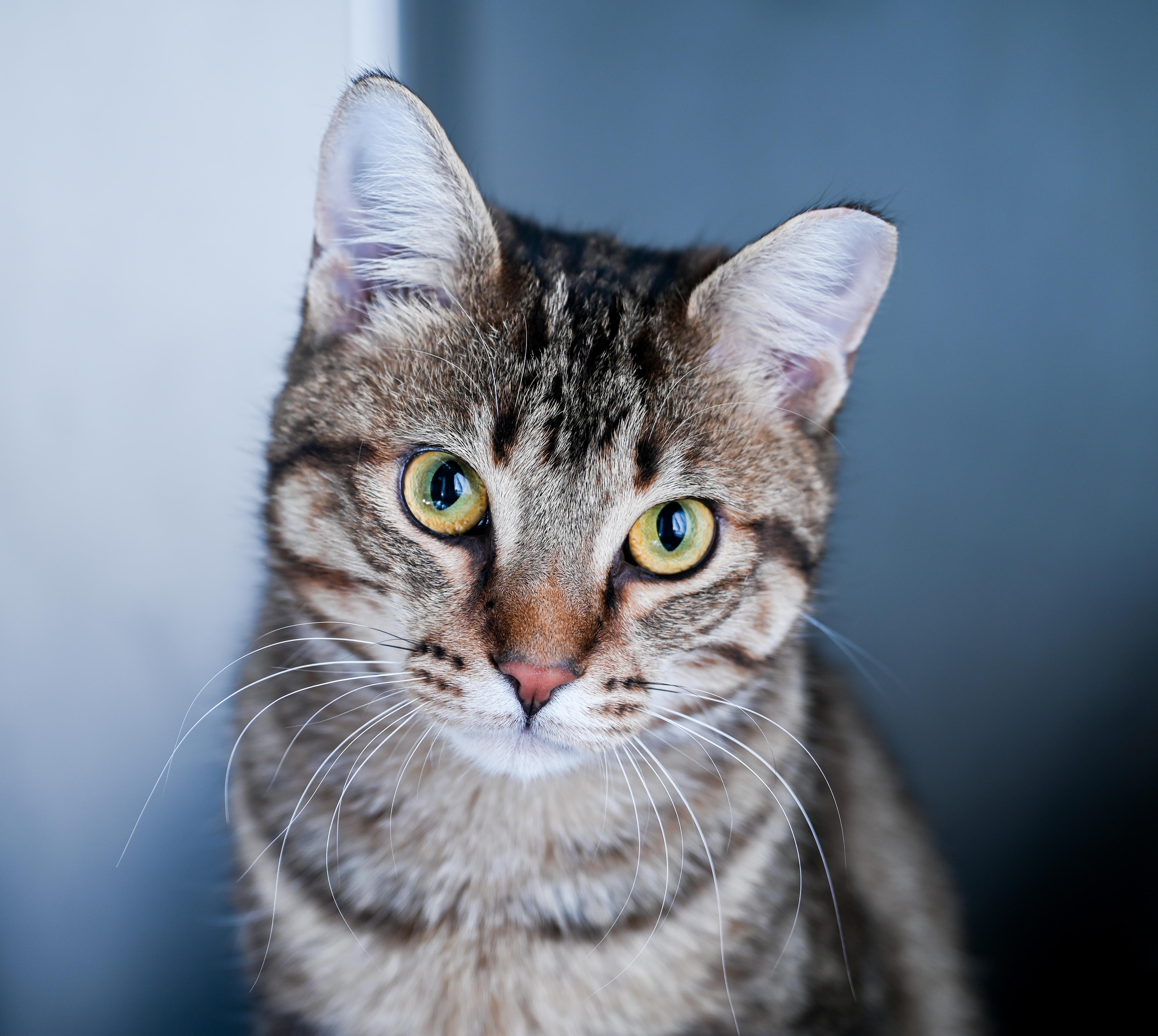 Enlarge Obi-wan & Kenobi (Bonded Pair), an adopted mixed breed in Chattanooga, TN image 2/6