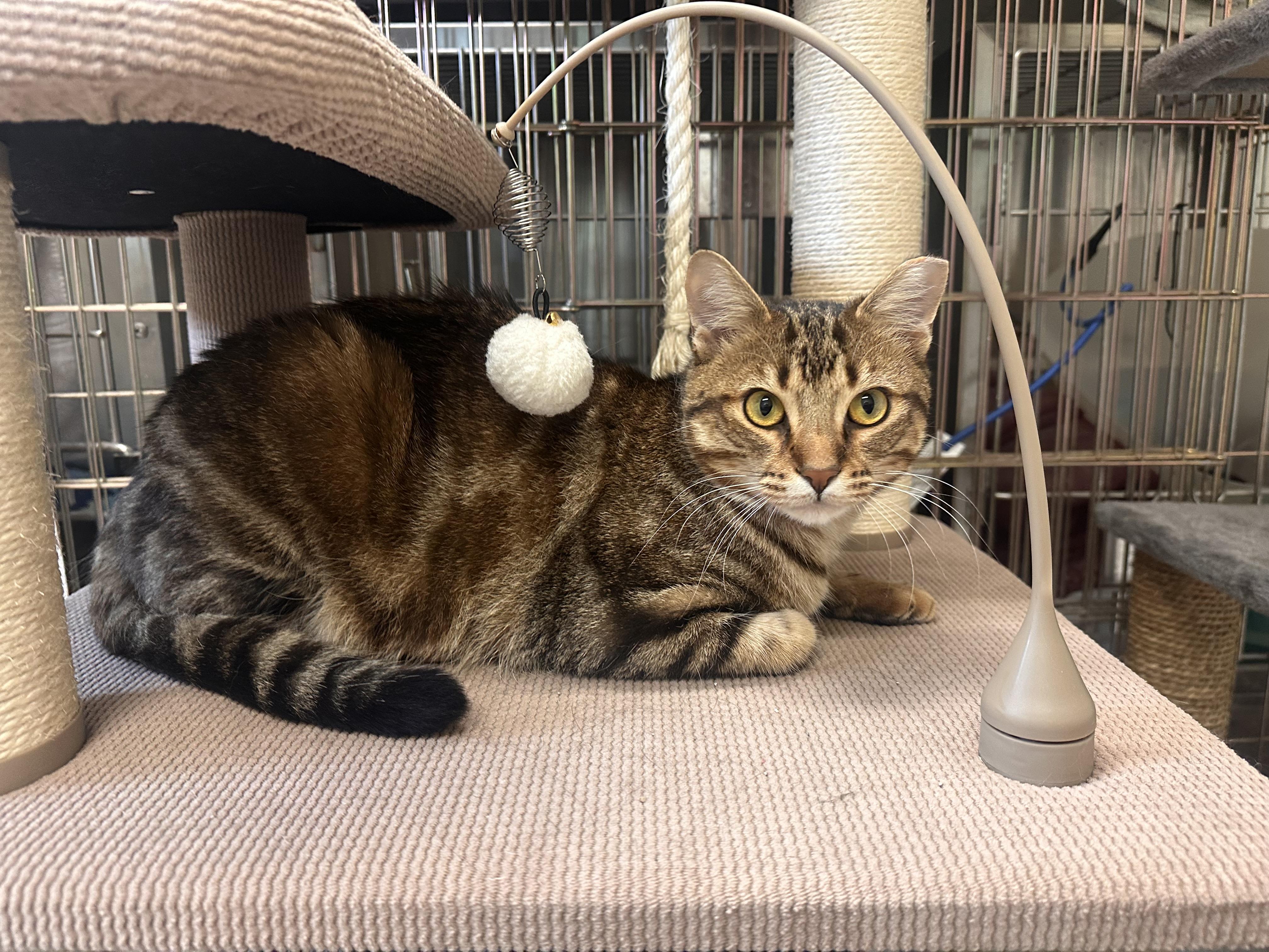 Enlarge Obi-wan & Kenobi (Bonded Pair), an adopted mixed breed in Chattanooga, TN image 5/6