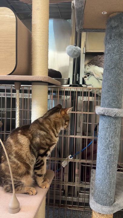 Enlarge Obi-wan & Kenobi (Bonded Pair), an adopted mixed breed in Chattanooga, TN video 6/6