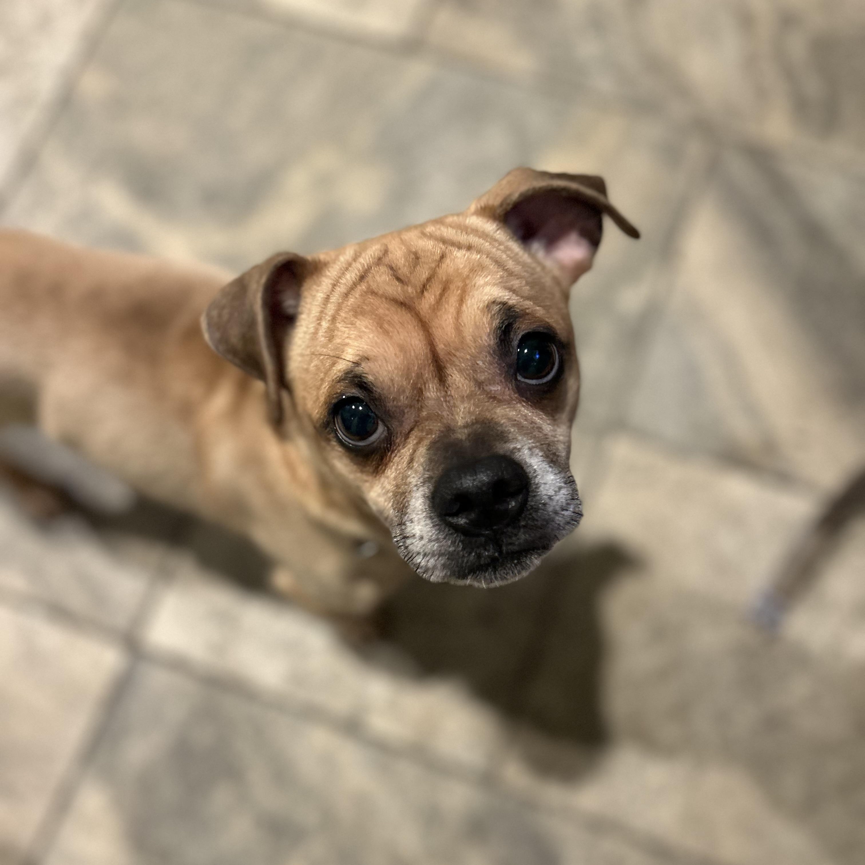 Teddy, a Adoptable Puggle in Colchester, CT image 4/6