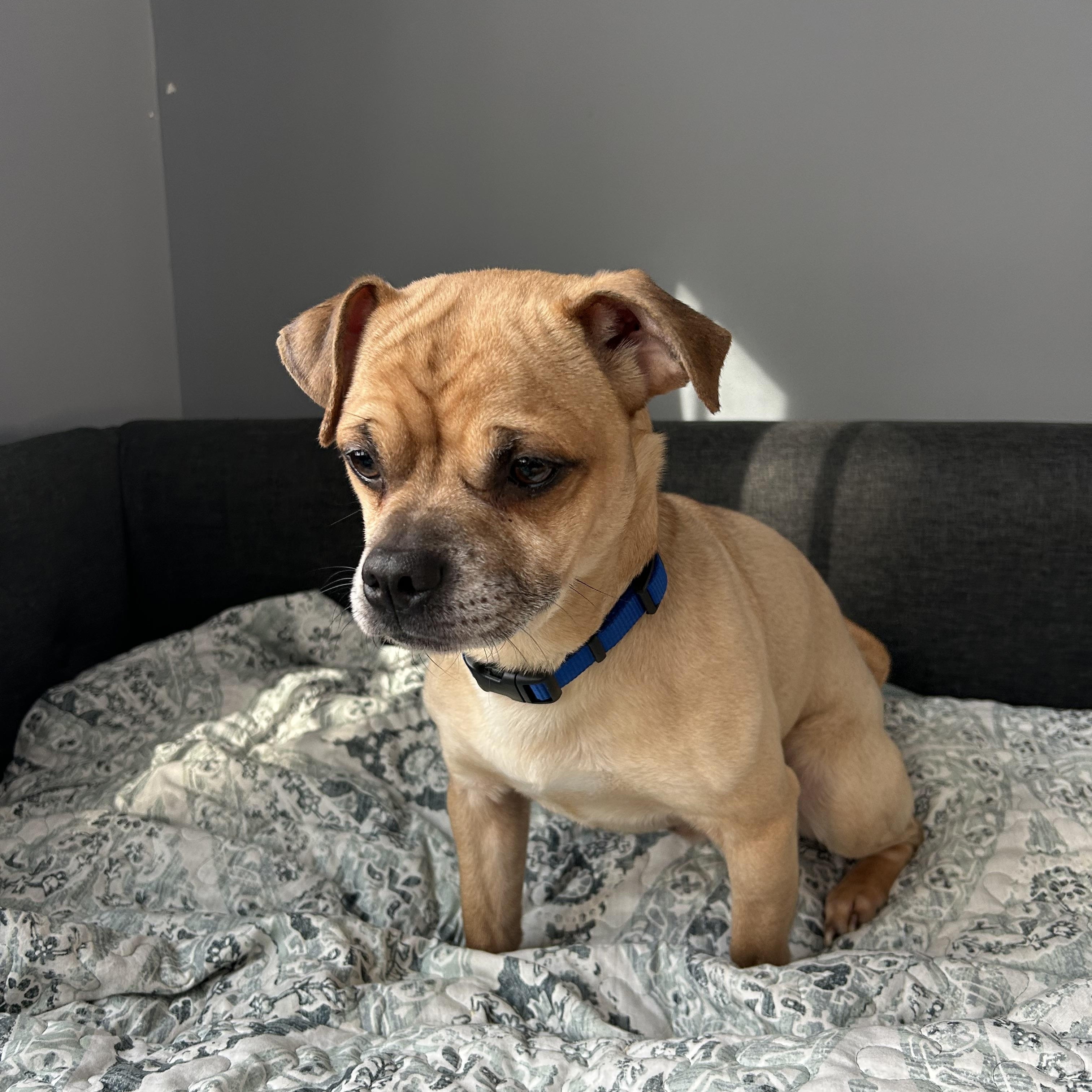 Teddy, a Adoptable Puggle in Colchester, CT image 2/6