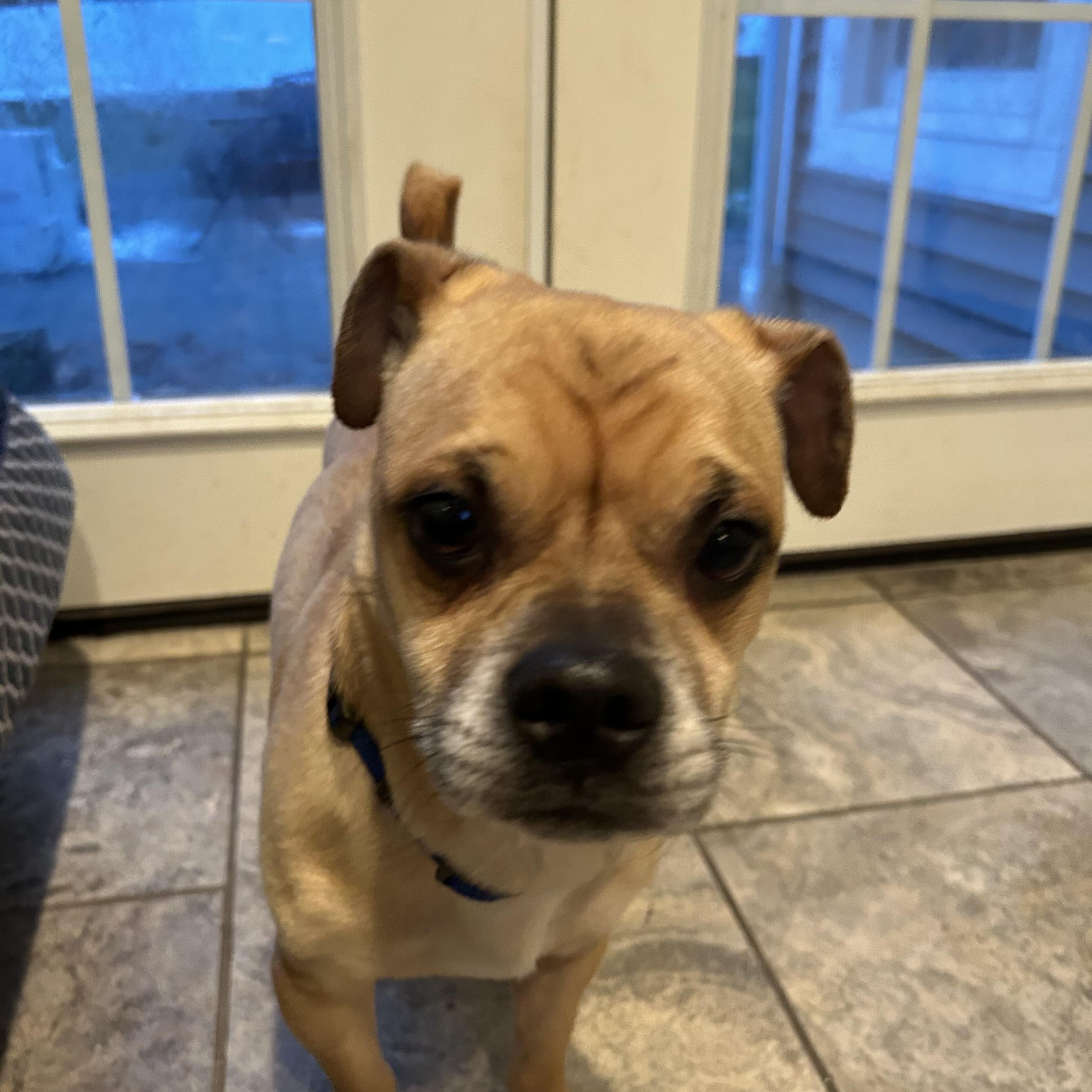 Teddy, a Adoptable Puggle in Colchester, CT image 3/6