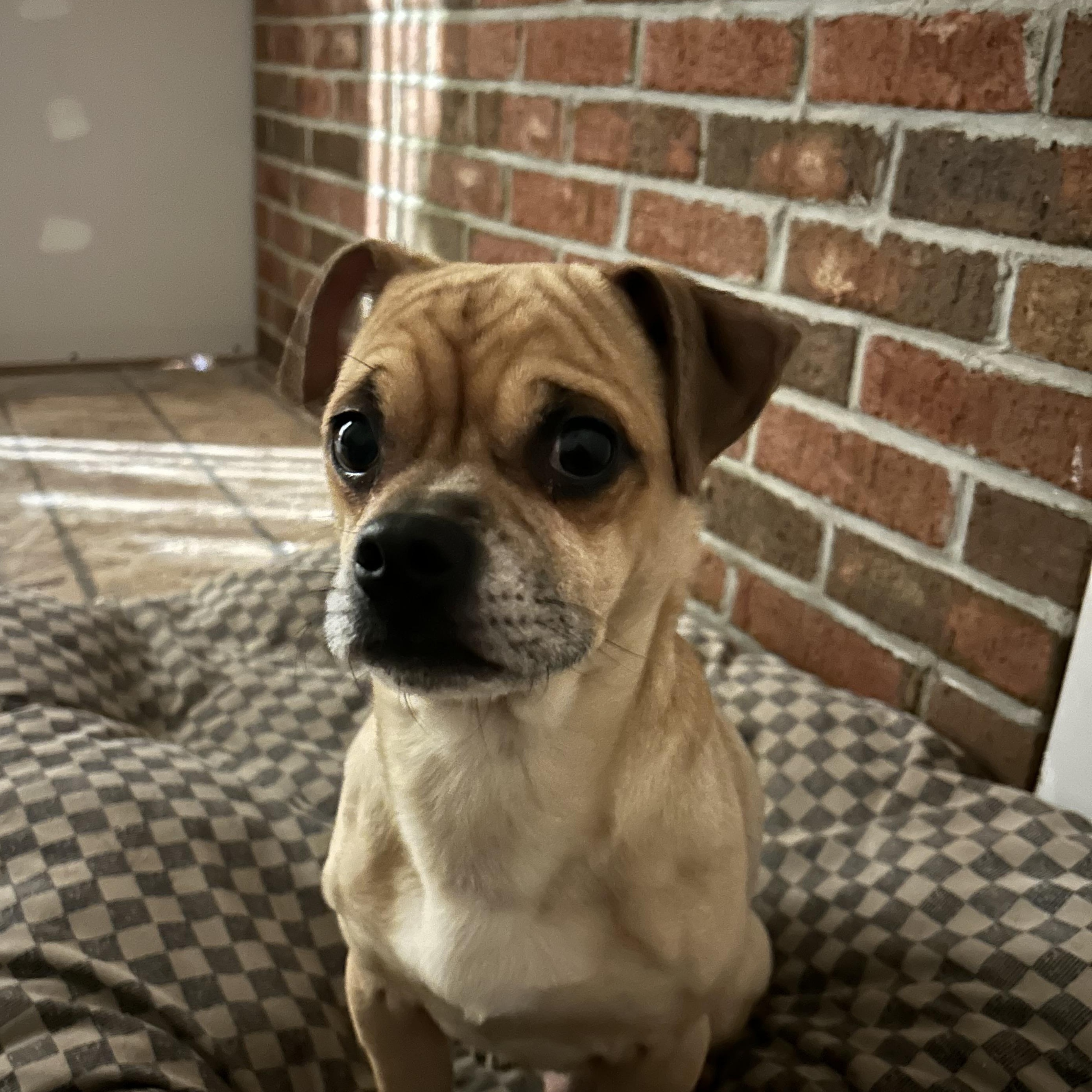 Teddy, a Adoptable Puggle in Colchester, CT image 1/6