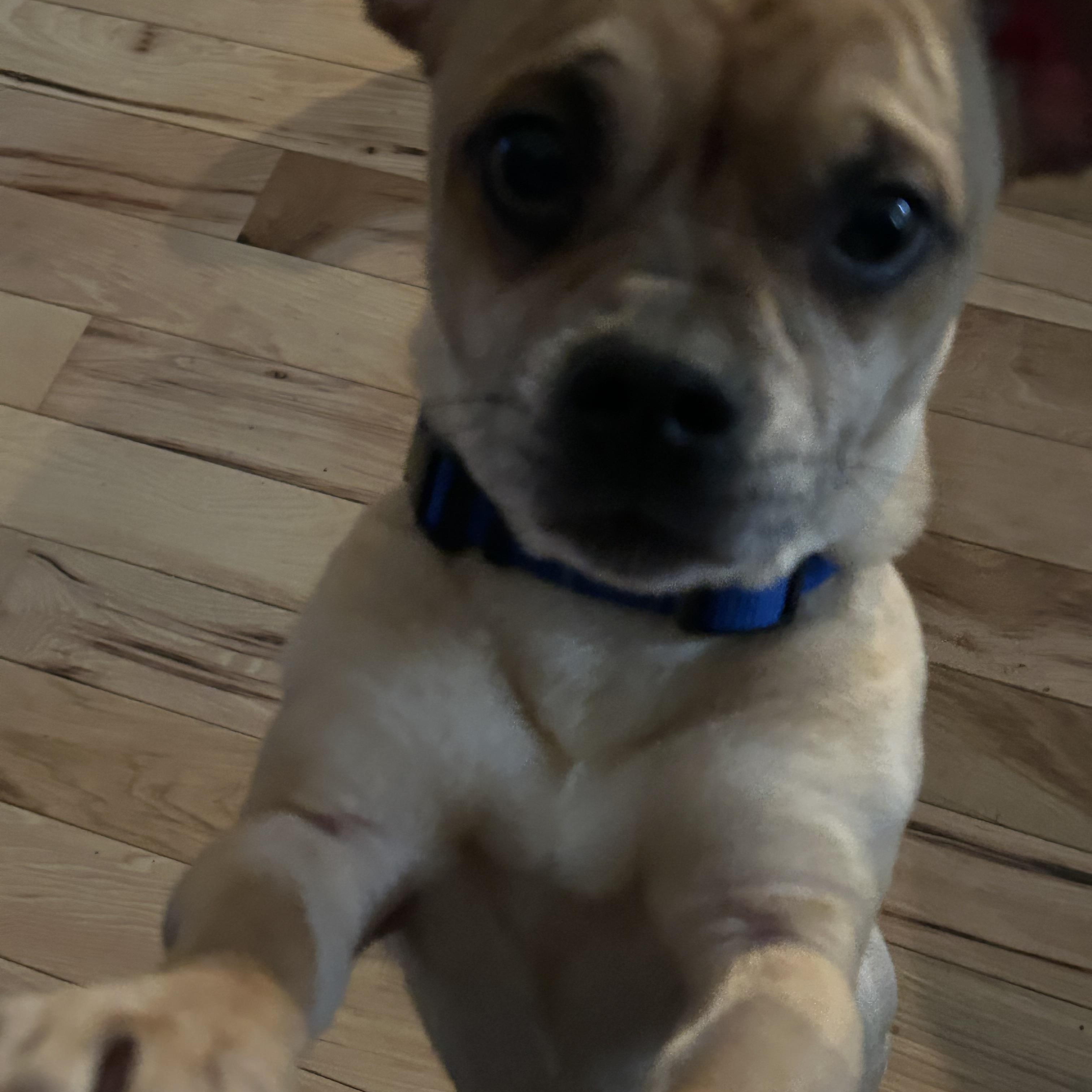 Teddy, a Adoptable Puggle in Colchester, CT image 5/6