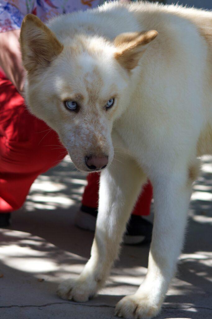 Kolton, Adoptable, Young Male Siberian Husky.