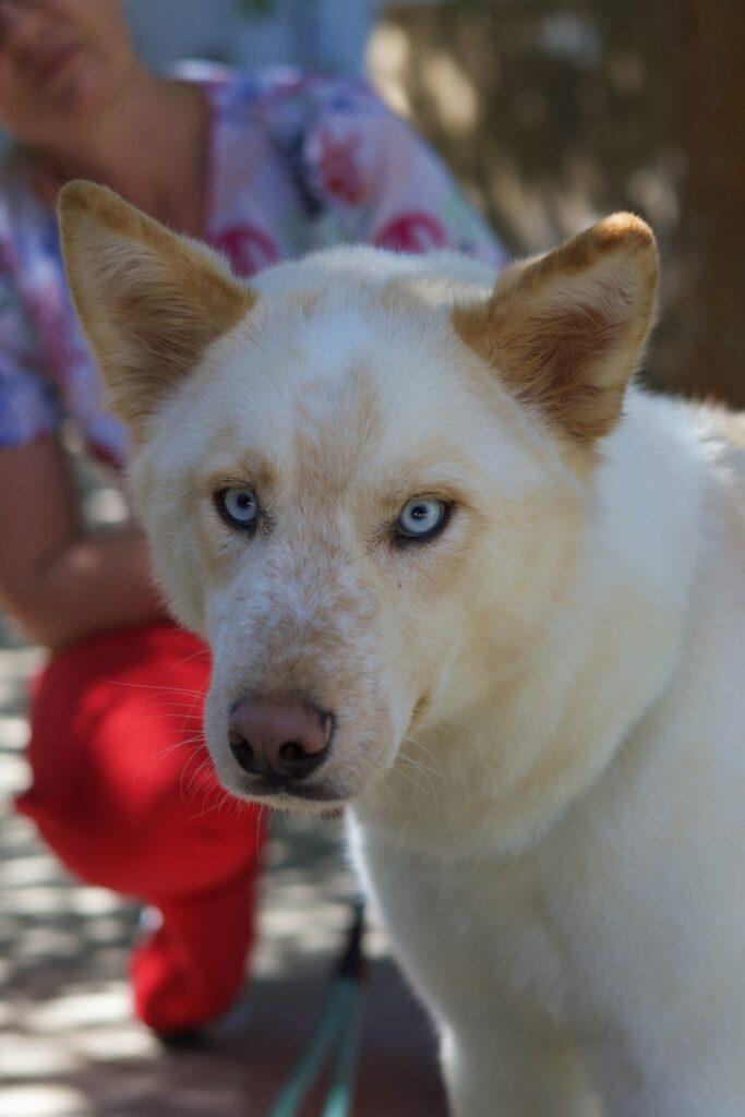 Enlarge Kolton, a Adoptable Siberian Husky in Glendale, AZ image 3/4