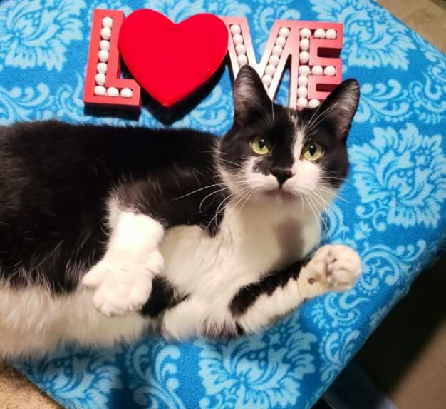 Murphy, an adoptable Domestic Short Hair in Eugene, OR image 4/4